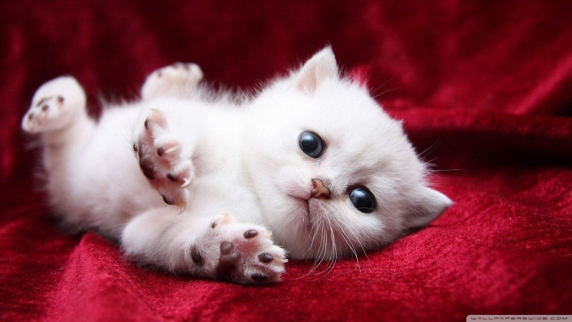 1920x1080 Wallpaper Red White Cat Cheap White Cat HD Deals