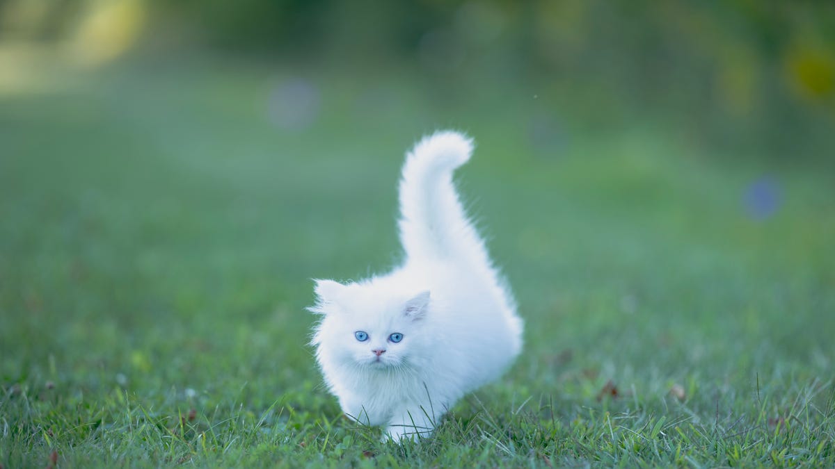 1200x675 Curious White Cat Facts to Know Before Adopting One