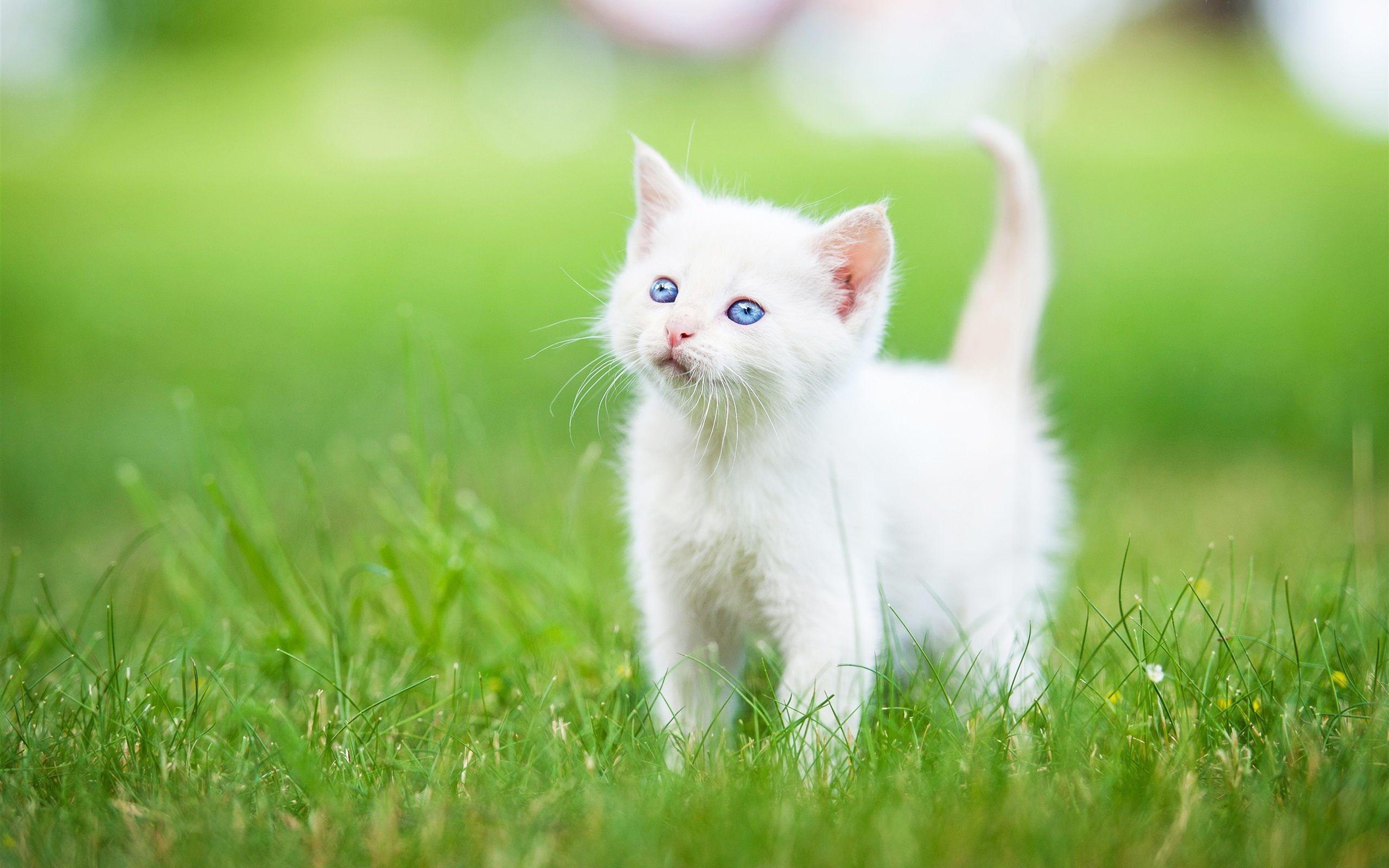2560x1600 Cute White Cat Wallpaper For Desktop
