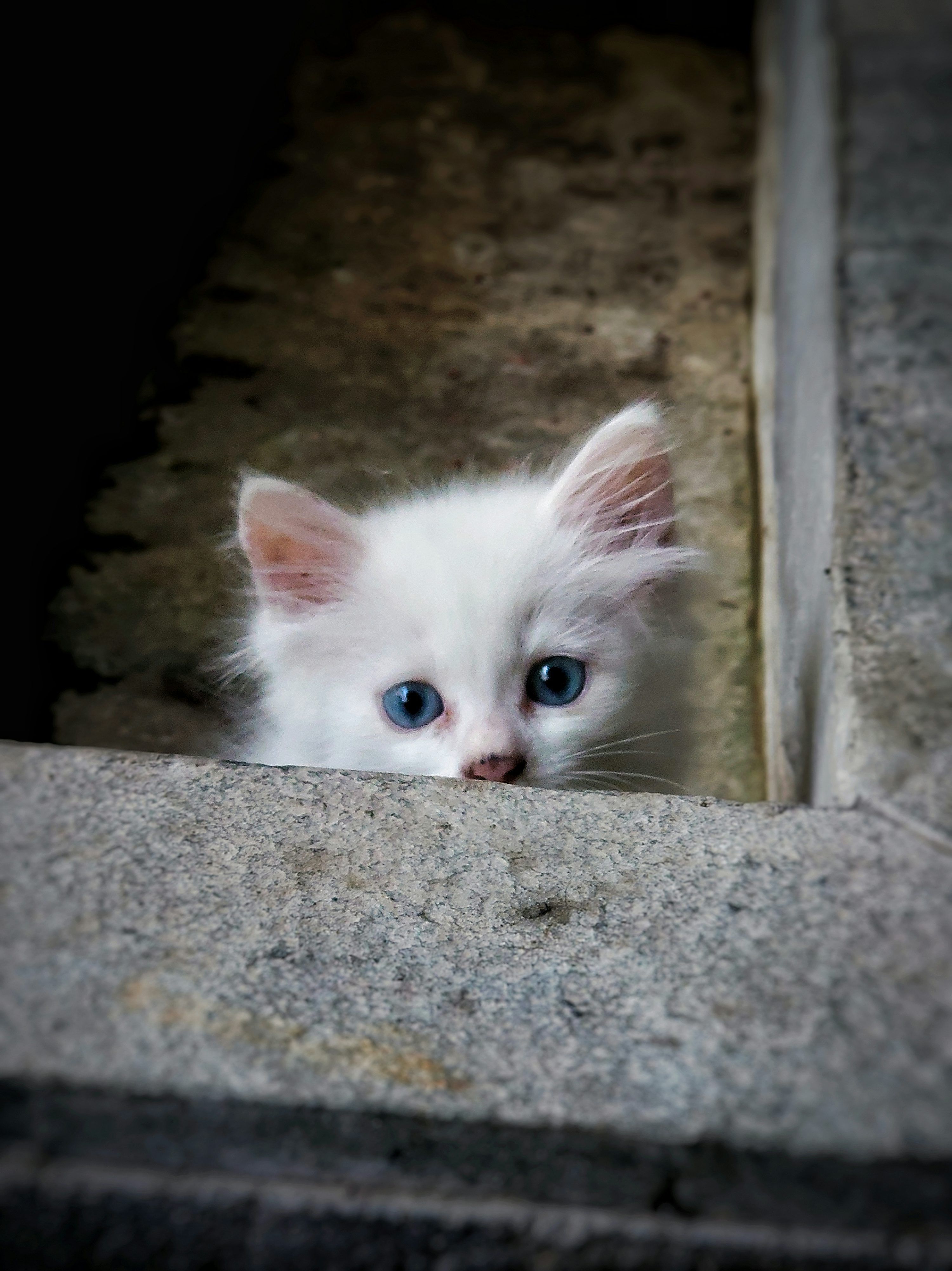 3000x4004 A white kitten with blue eyes peers out from behind a ledge photo