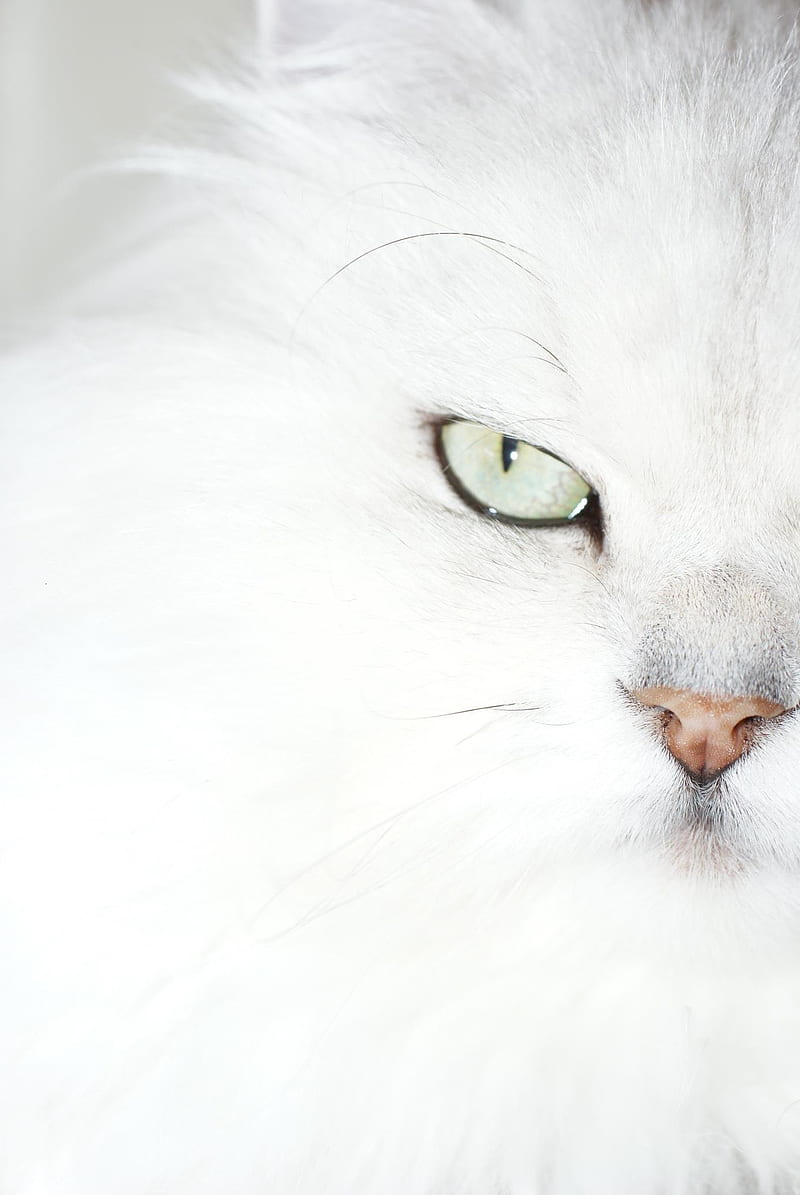 800x1195 White Cat, cats, chinchilla persian, closeup, cute, kittens, love, persian, HD phone wallpaper