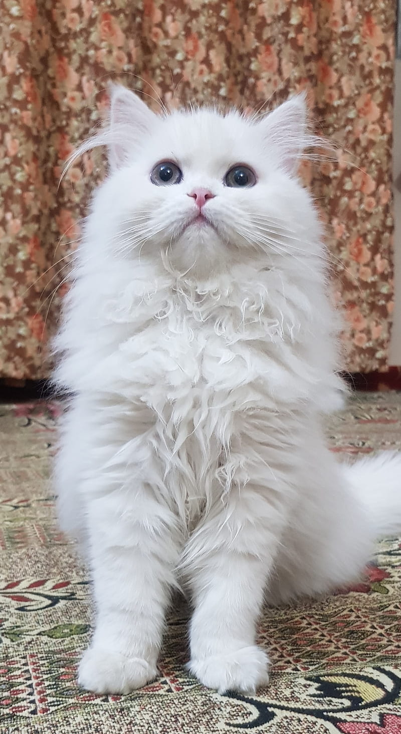 800x1466 HD little white cat wallpaper