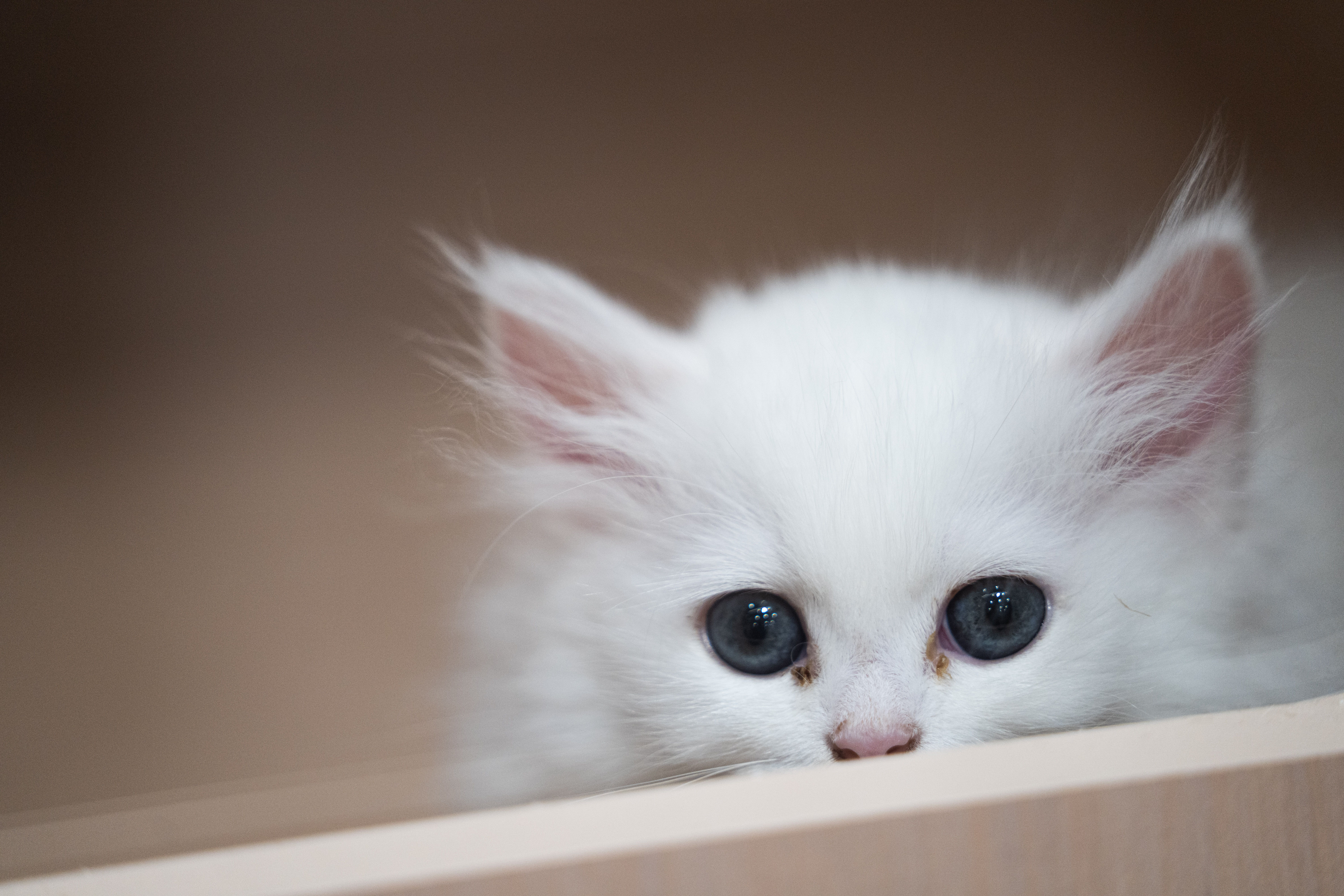 9504x6336 Adorable White Kitten Peeking Over Edge · Free
