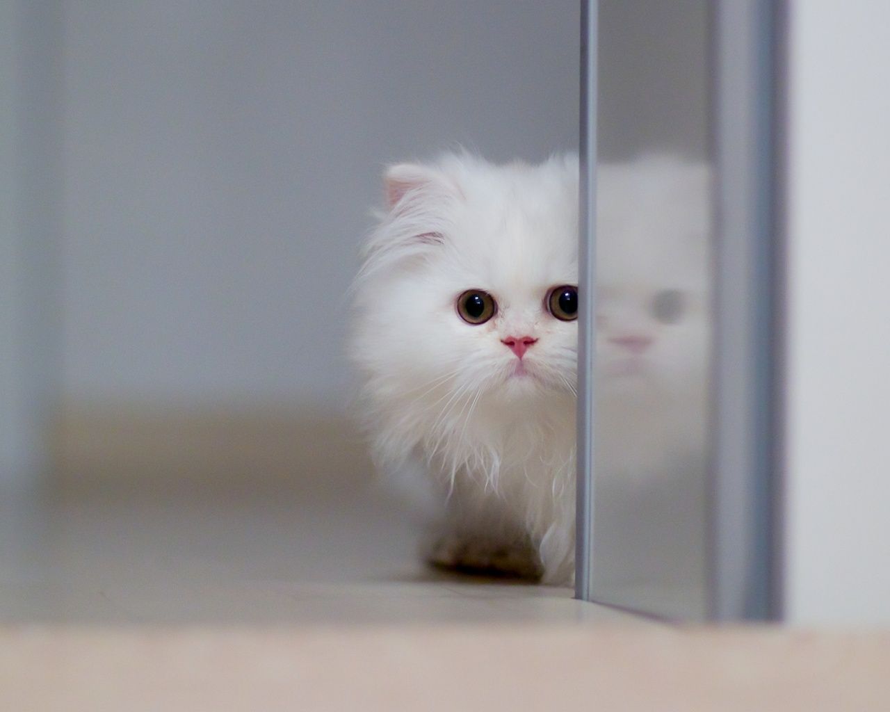 1280x1024 Cute White Cat 4K UHD Wallpaper for UltraHD Desktop and TV : Widescreen and UltraWide Display : Smartphone and Tablet Devices