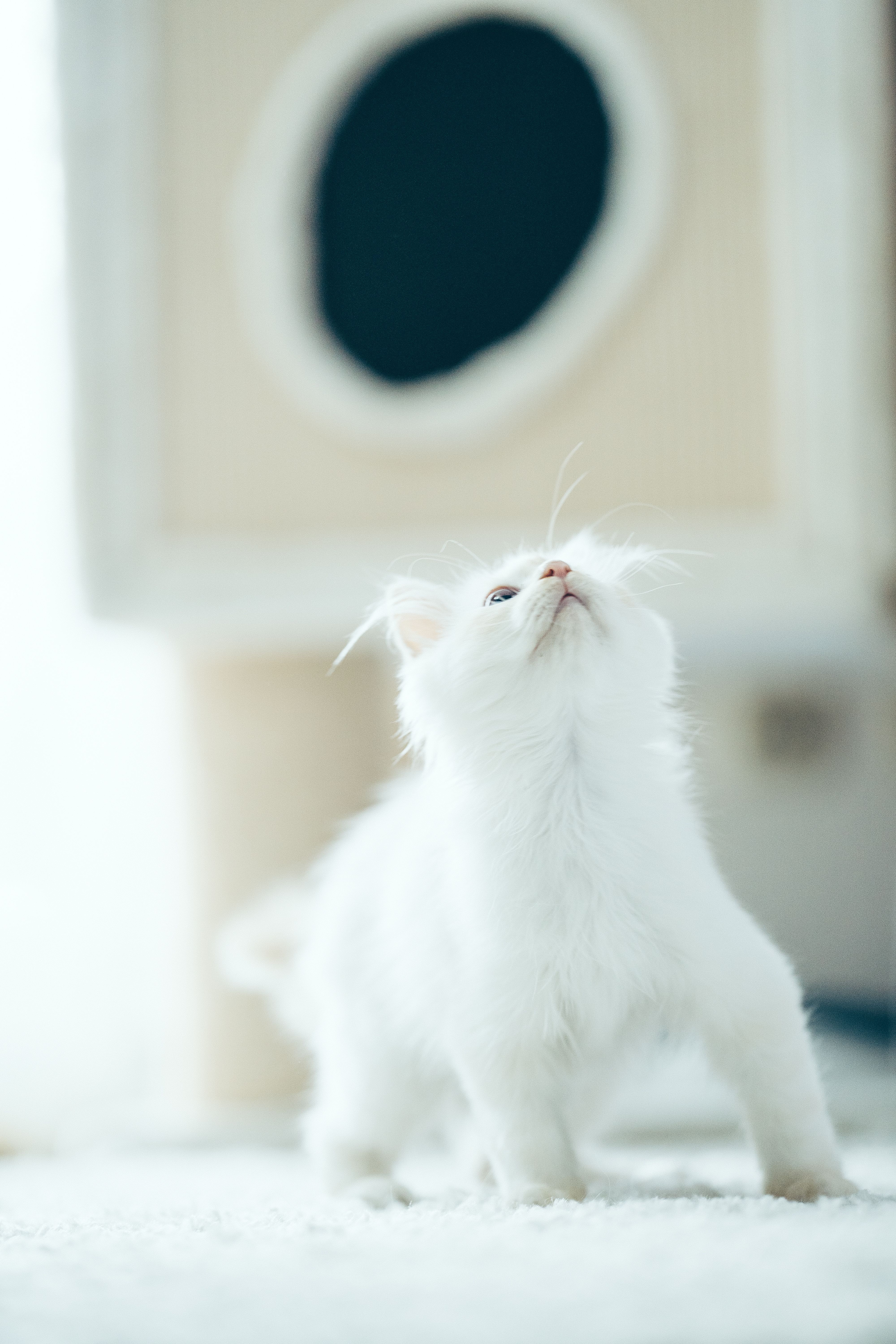4000x6000 Small White Cat · Free