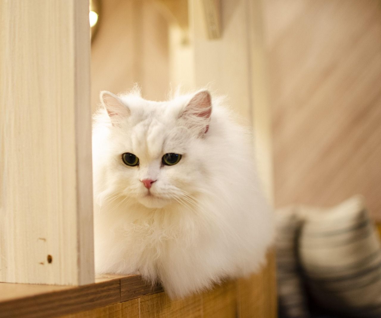 1280x1066 White Cat Kitty