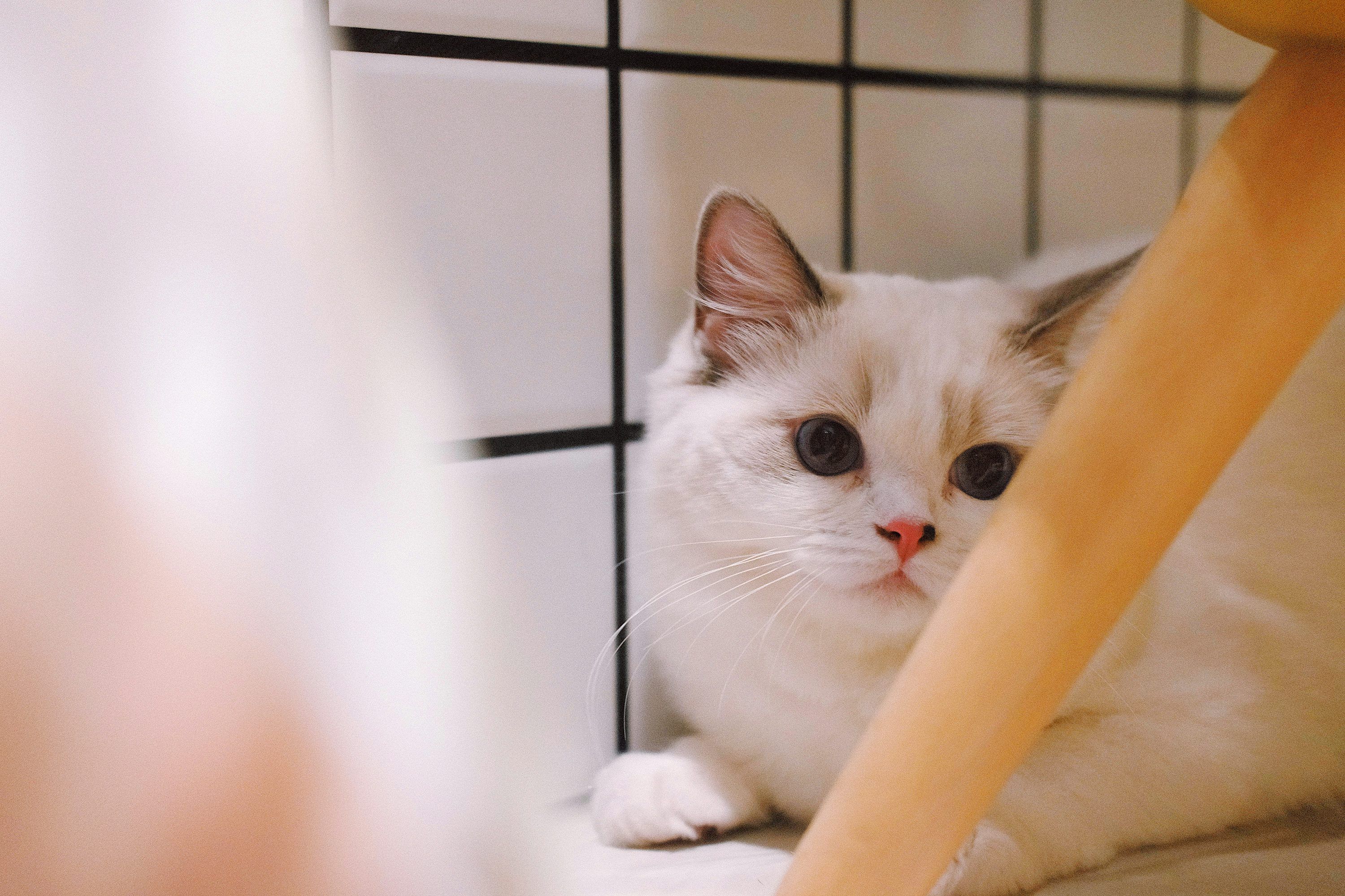 3000x2000 Closeup photography of white cat photo