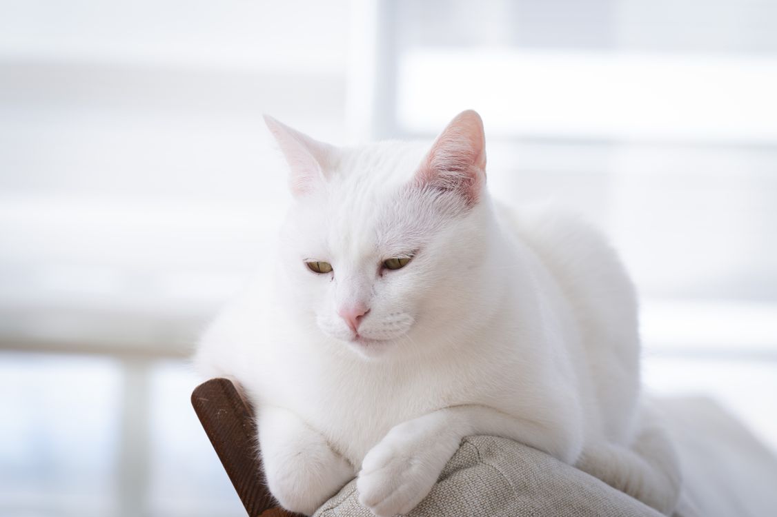 1126x750 White Cat Lying Down · Free