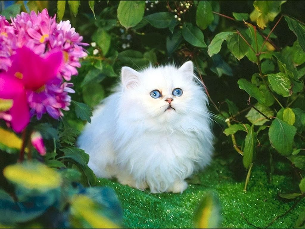 1024x768 White Kitten With Green Eyes Wallpaper 3. Sweeties Cat House