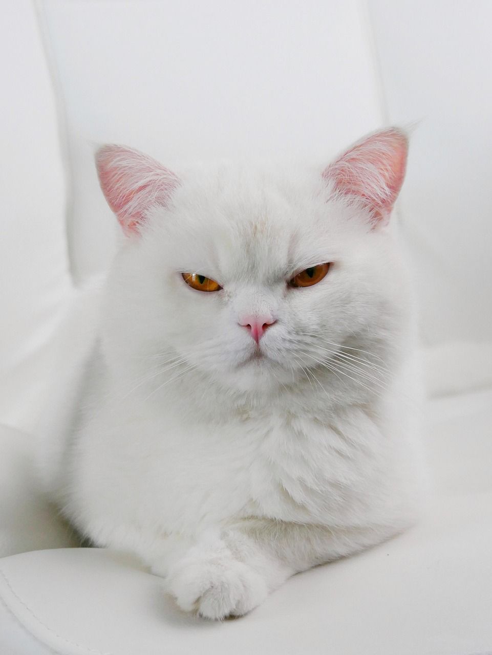 961x1280 Cat White Cats
