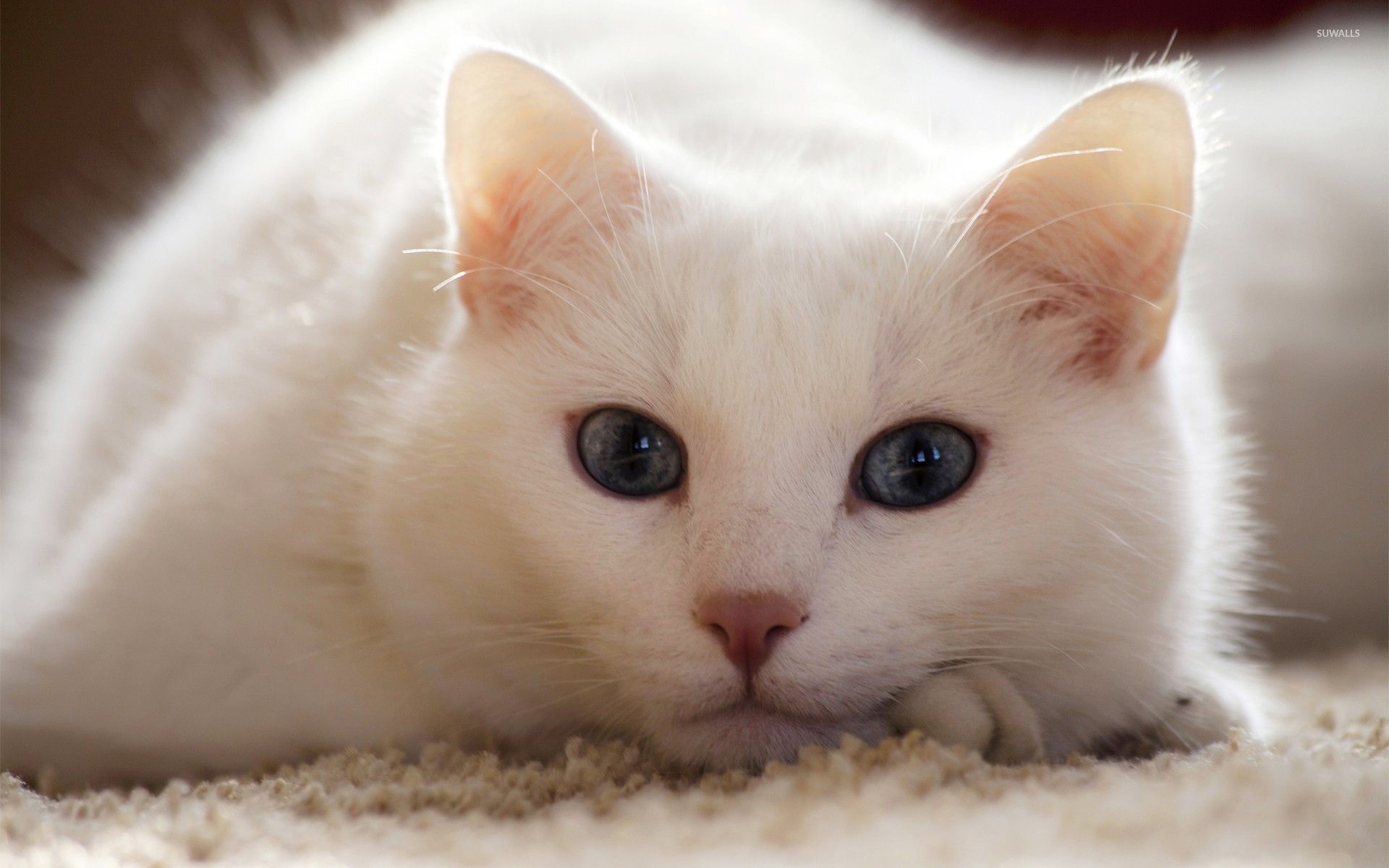 1920x1200 White cat wallpaper wallpaper