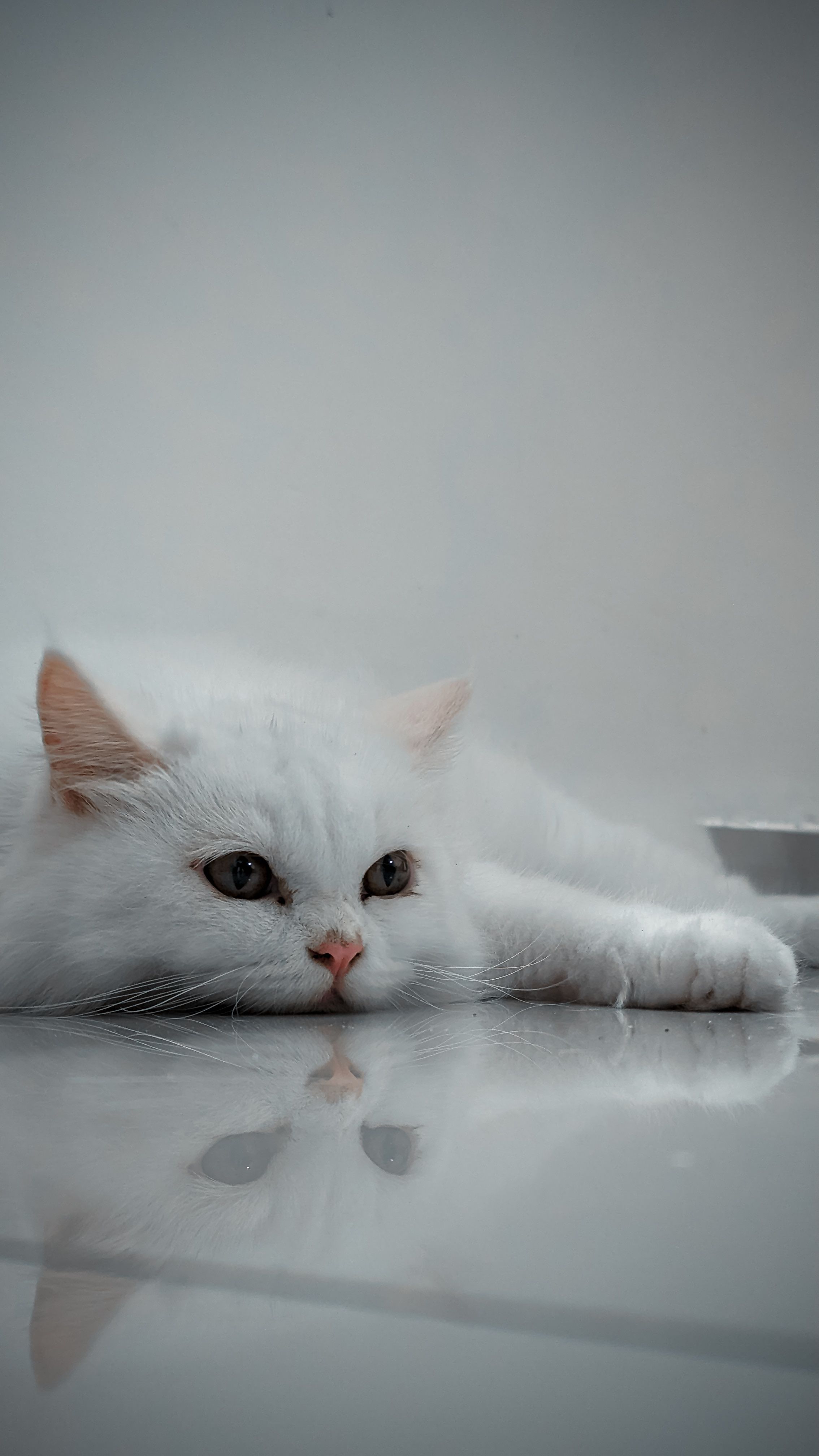 2268x4032 White Cat Near the Wall · Free
