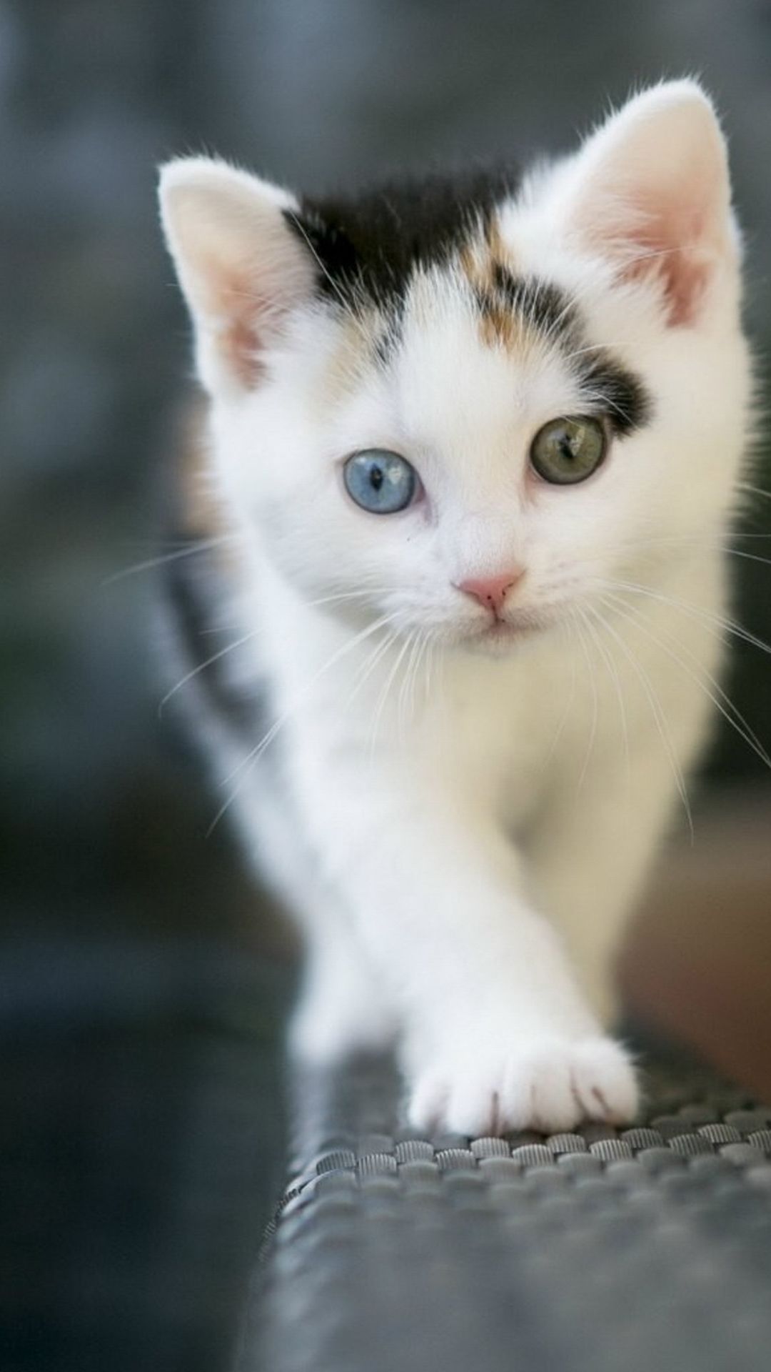 1080x1920 Wallpaper Cute Cat, Cat, Kitten, White Cat, Cuteness, Background Free Image