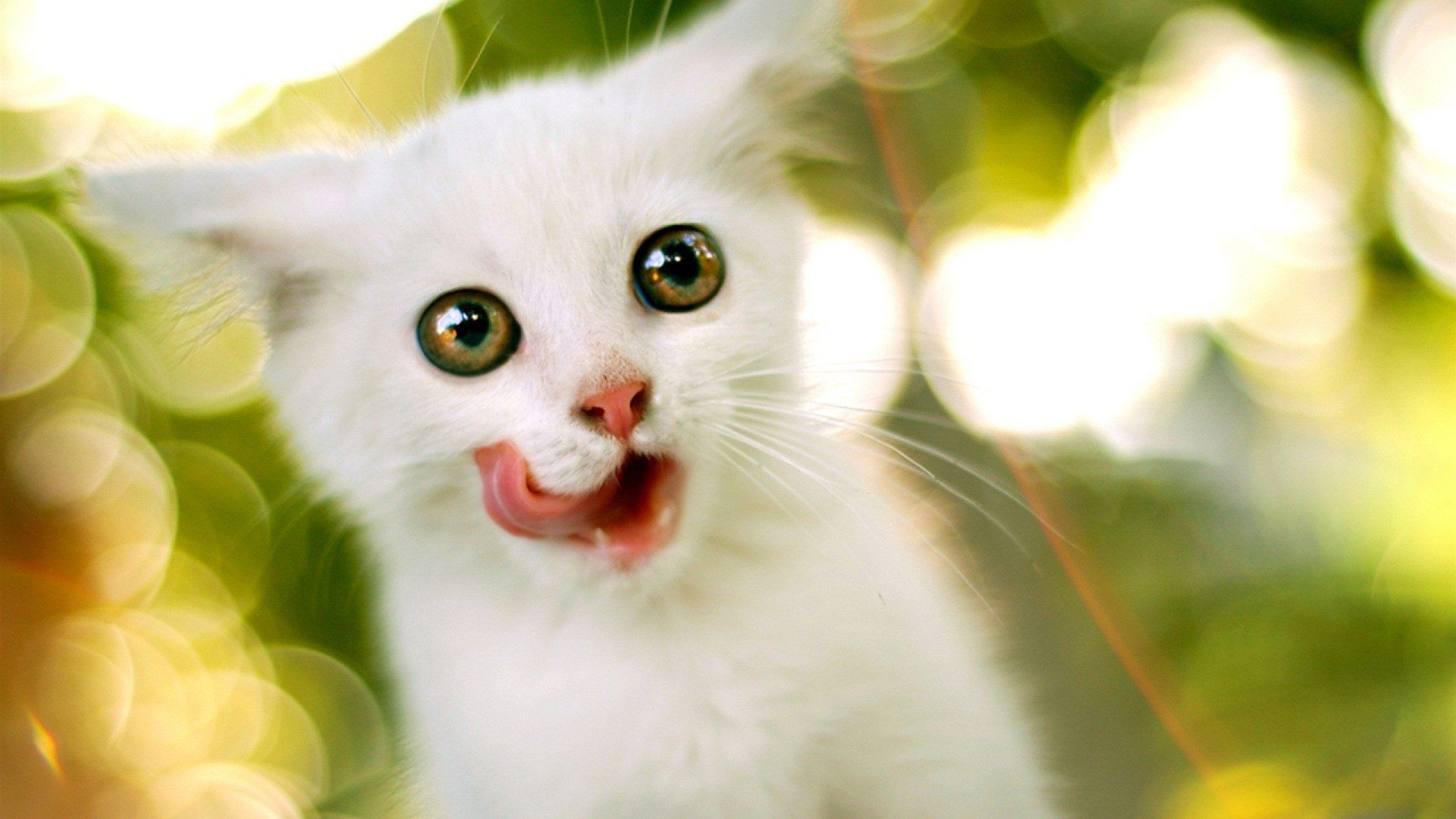 2560x1440 cute white cat HD wallpaper 2560x1440 Wallpaper HD / Desktop and Mobile Background