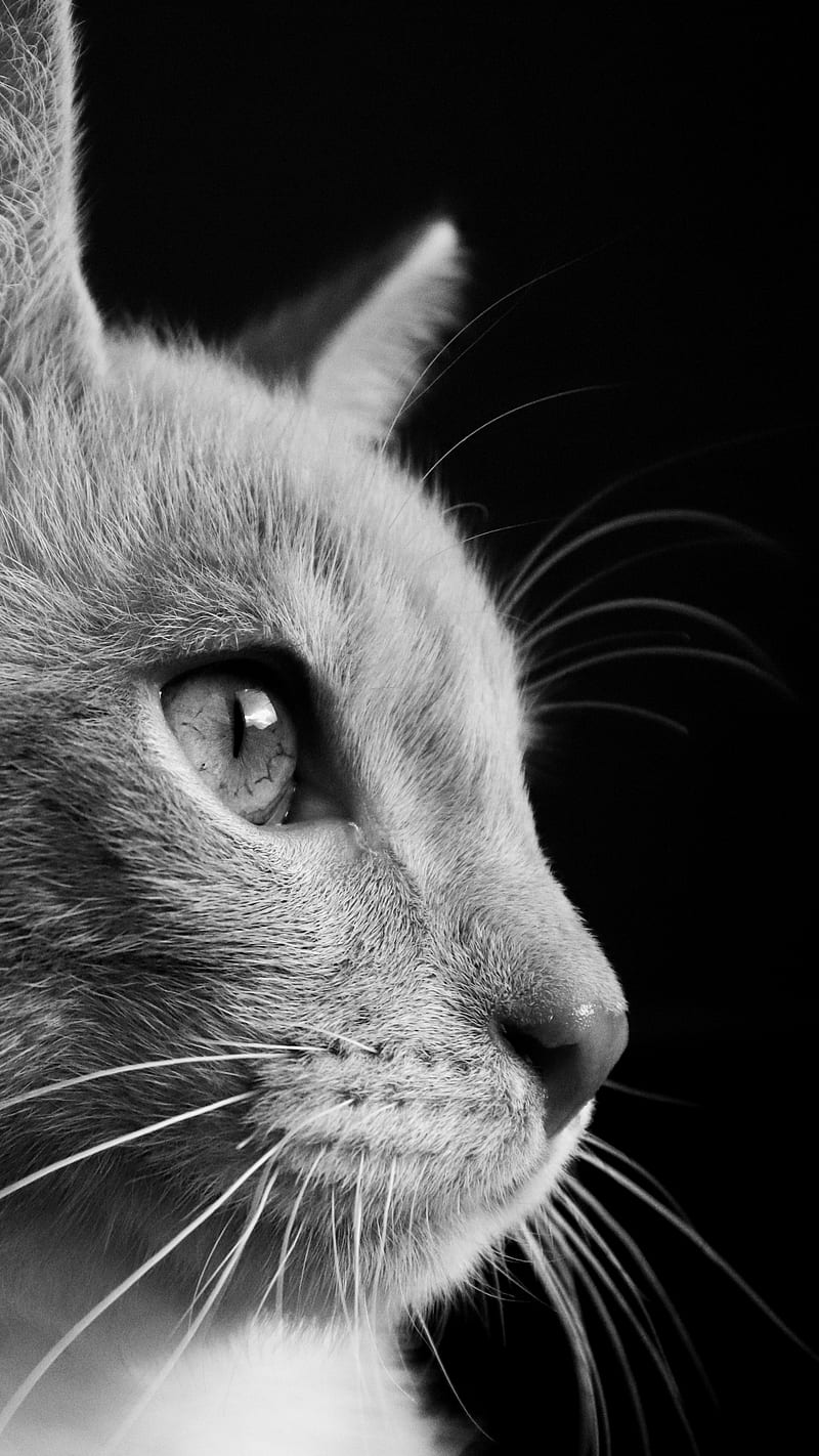 800x1422 HD grey white cat wallpaper