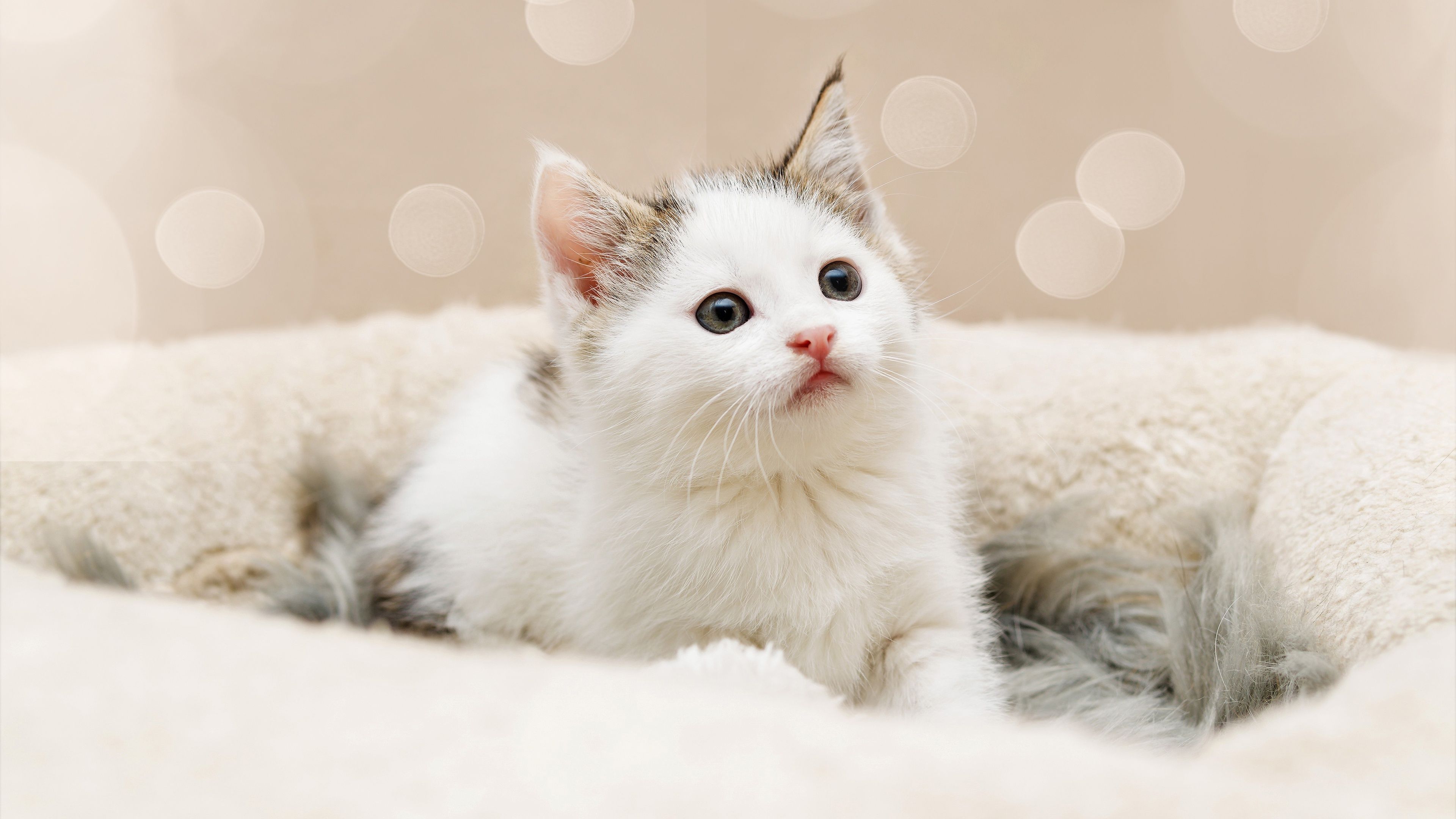 3840x2160 4K Ultra HD Kitten Dream