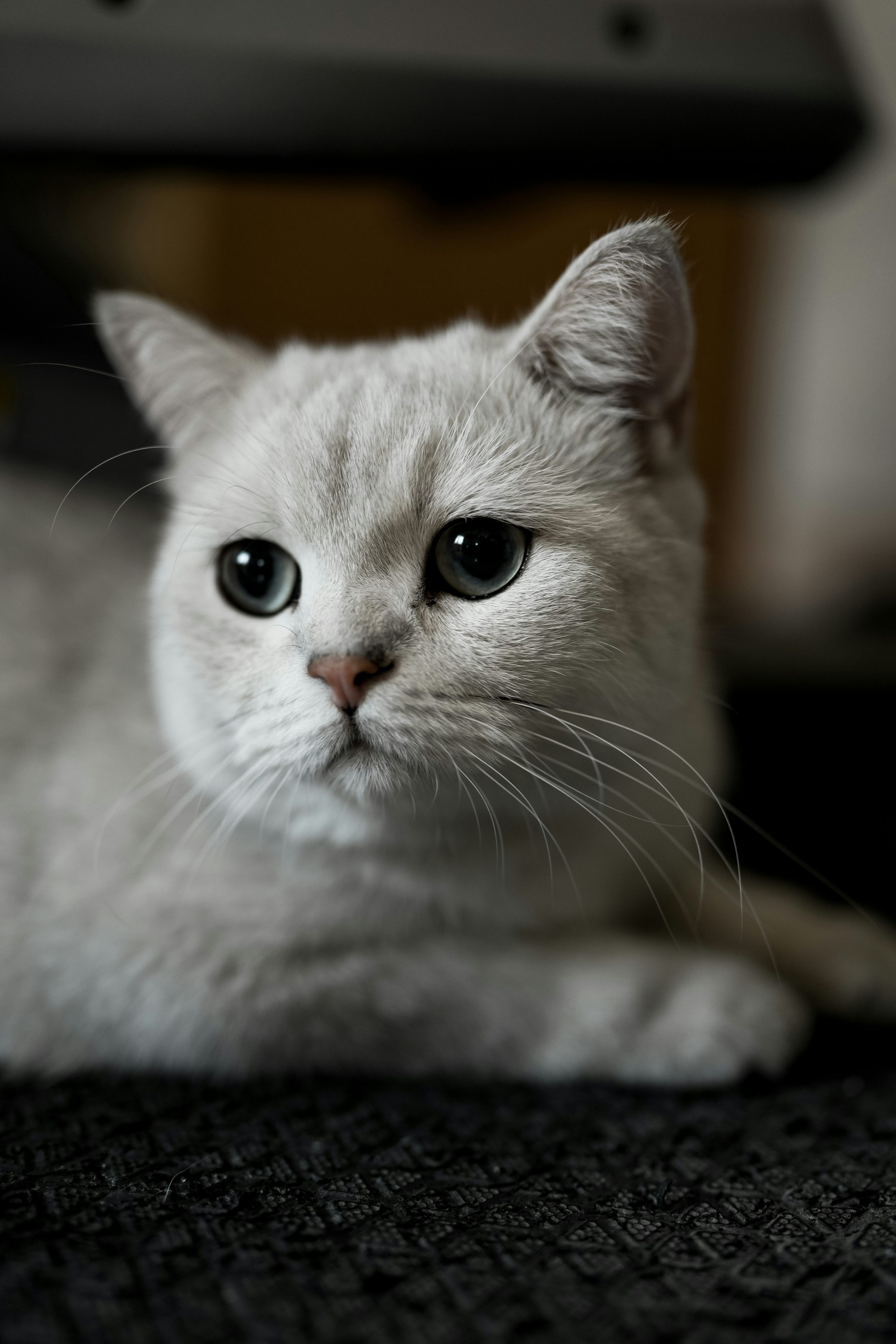 3000x4500 A white cat with blue eyes laying on the floor photo