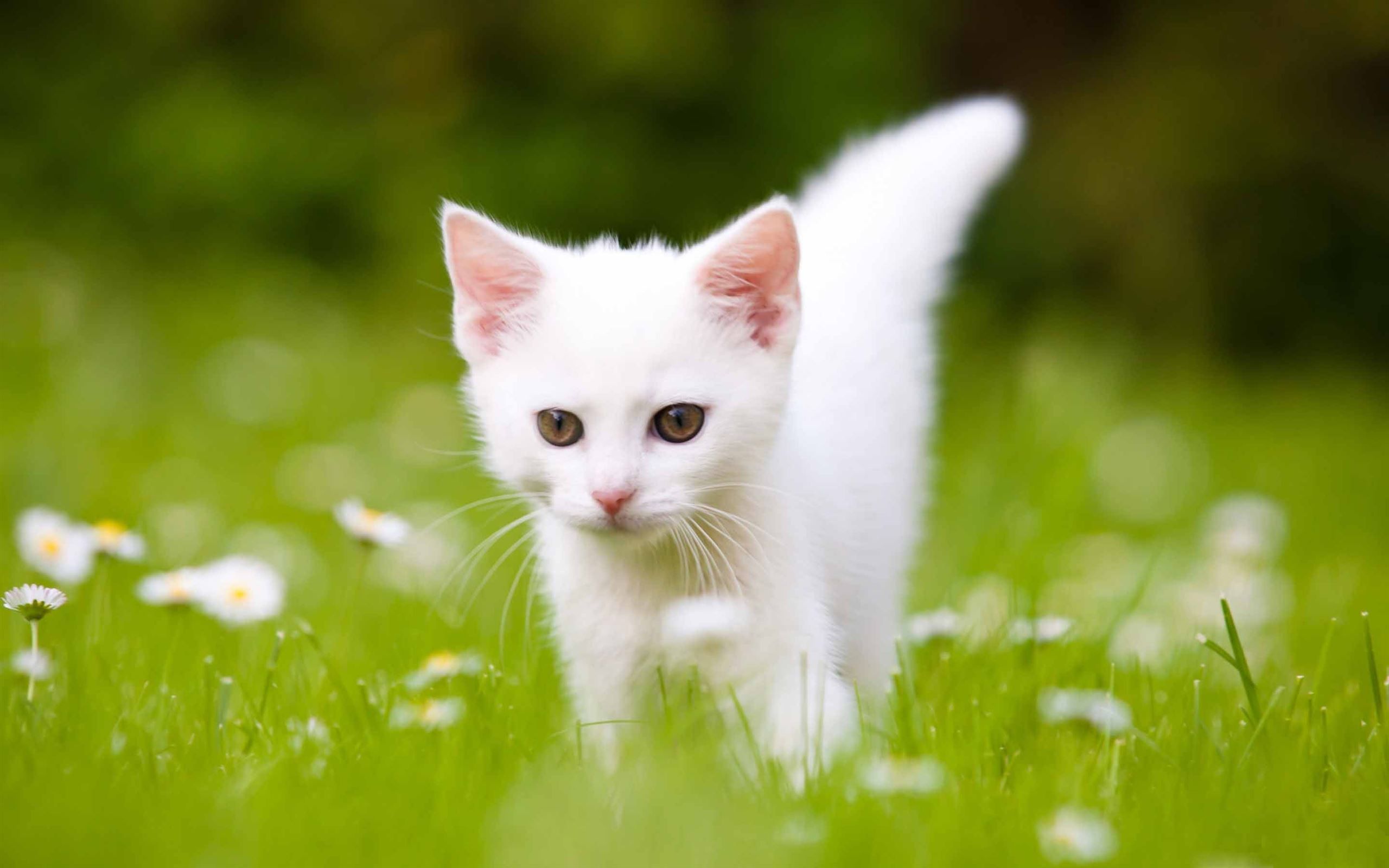 2560x1600 Cute White Kitten MacBook Air Wallpaper Download