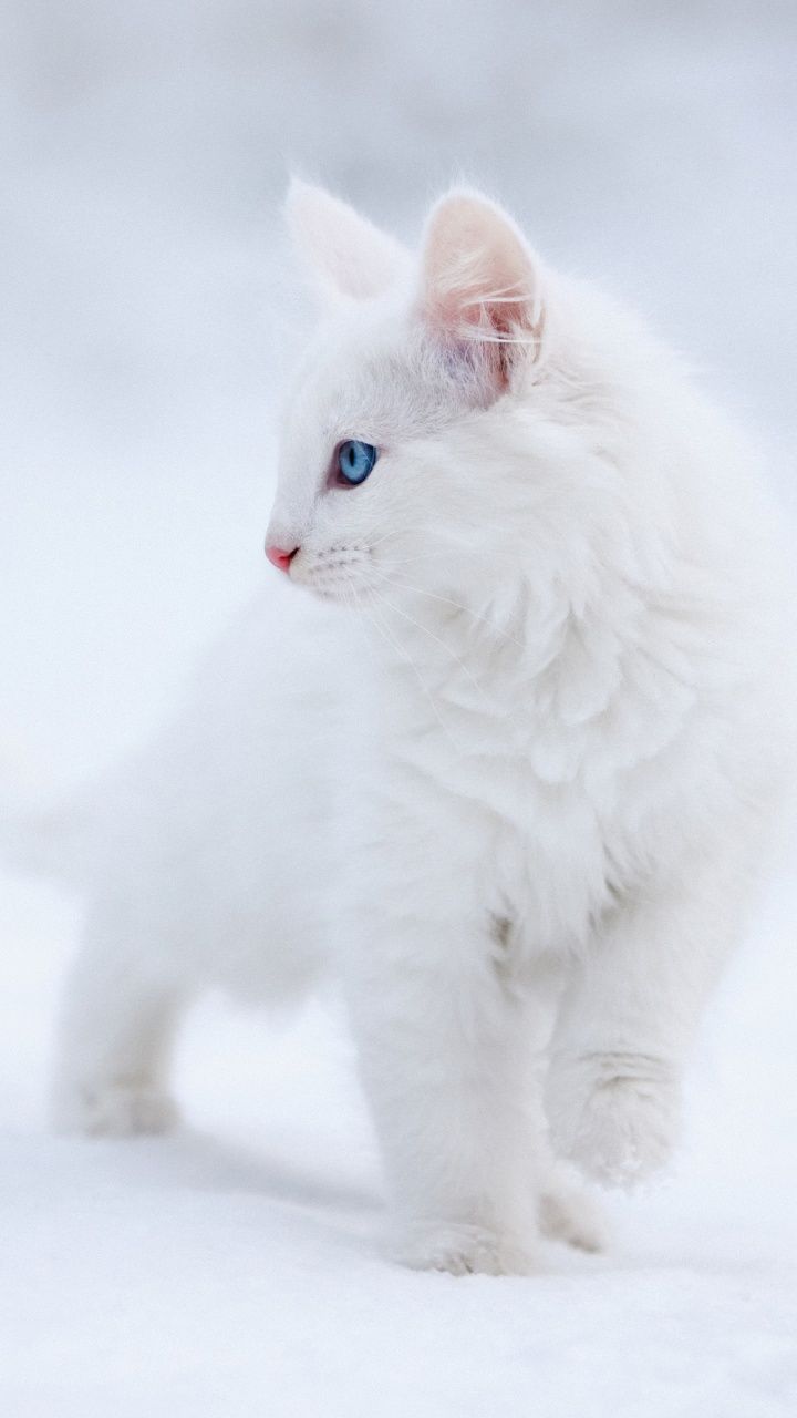 720x1280 Kitten Wallpaper 4K, White aesthetic, Blue eyes, Snow