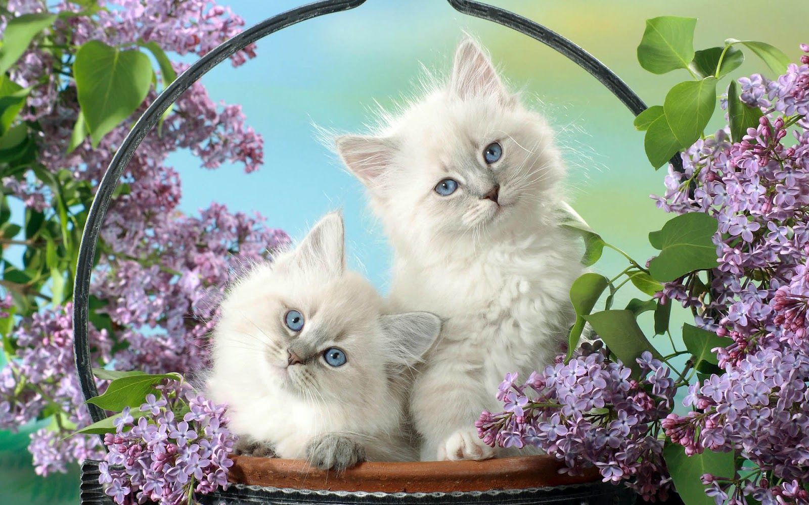 1600x1000 White Cat HQ Background Wallpaper 19589