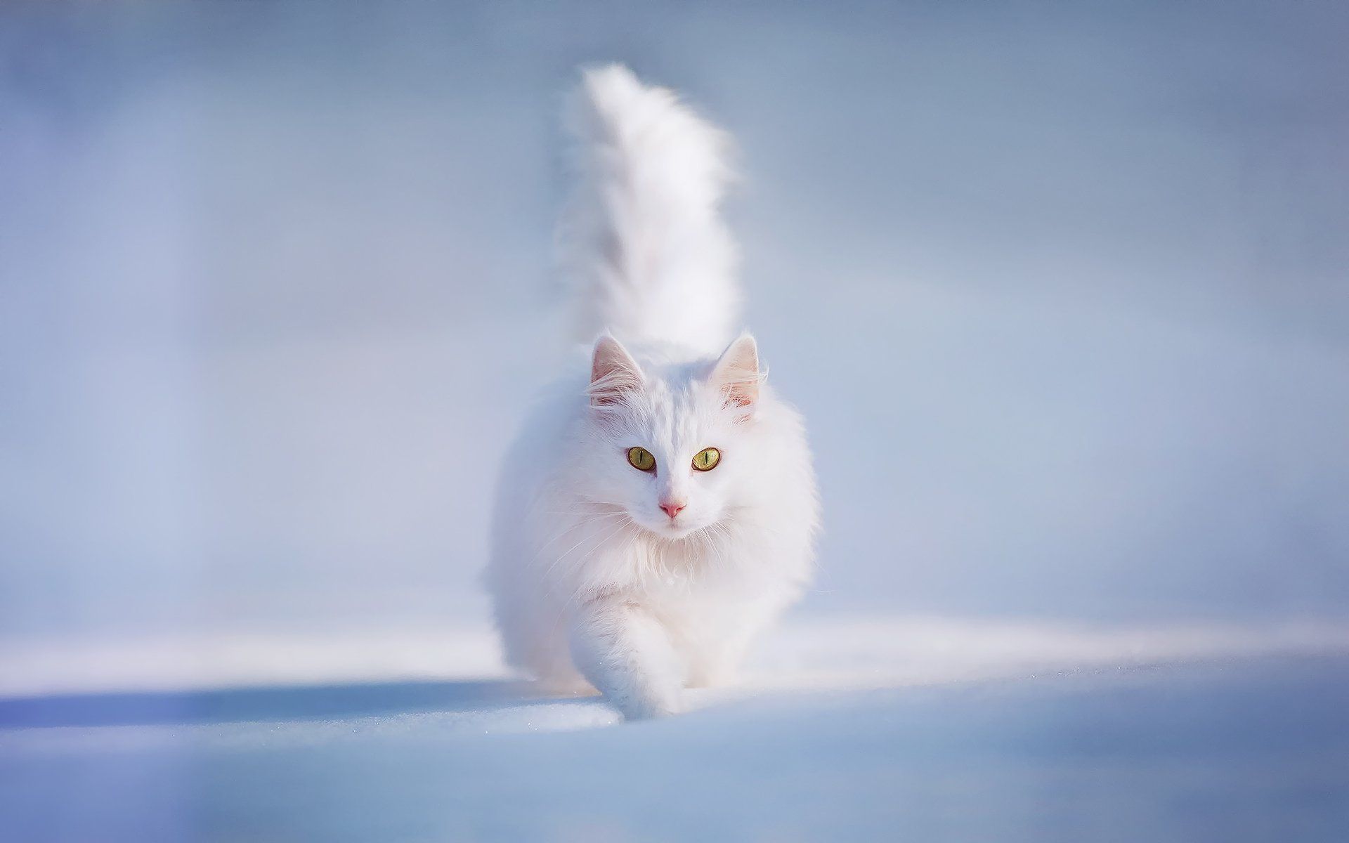 1920x1200 Elegant White Cat HD Wallpaper: A Feline in Motionx1200
