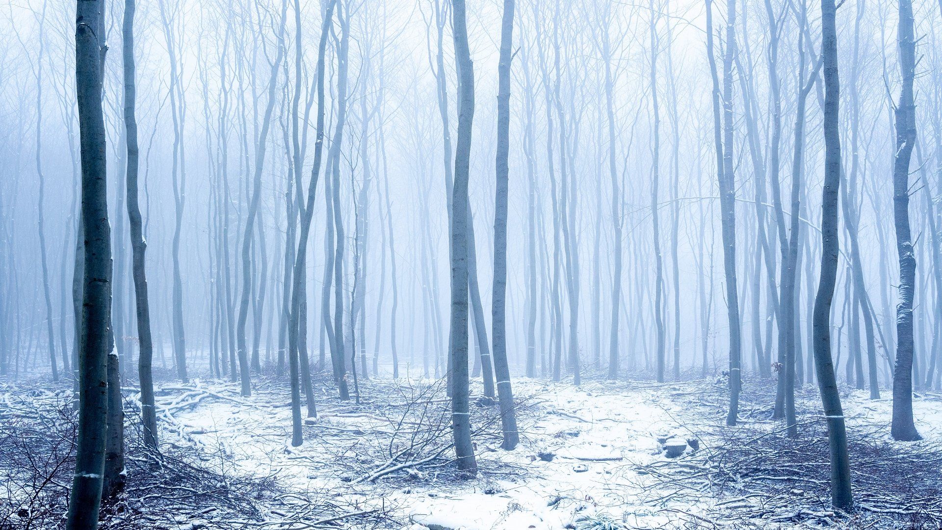 1920x1080 Download Trunk Fog Snow Forest Nature Winter 4k Ultra HD Wallpaperx2160