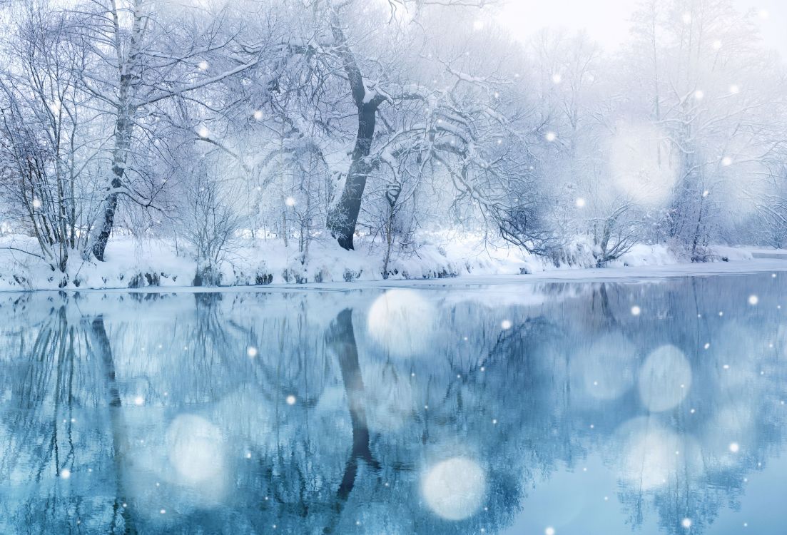 1103x750 Wallpaper Leafless Tree on Snow Covered Ground, Background Free Image