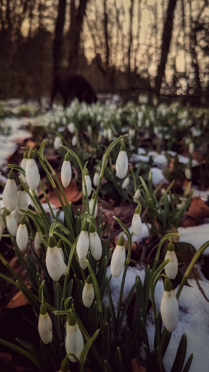 800x1422 Winters snowdrops, flowers, forest floor, snow, winter, woodland, HD phone wallpaper