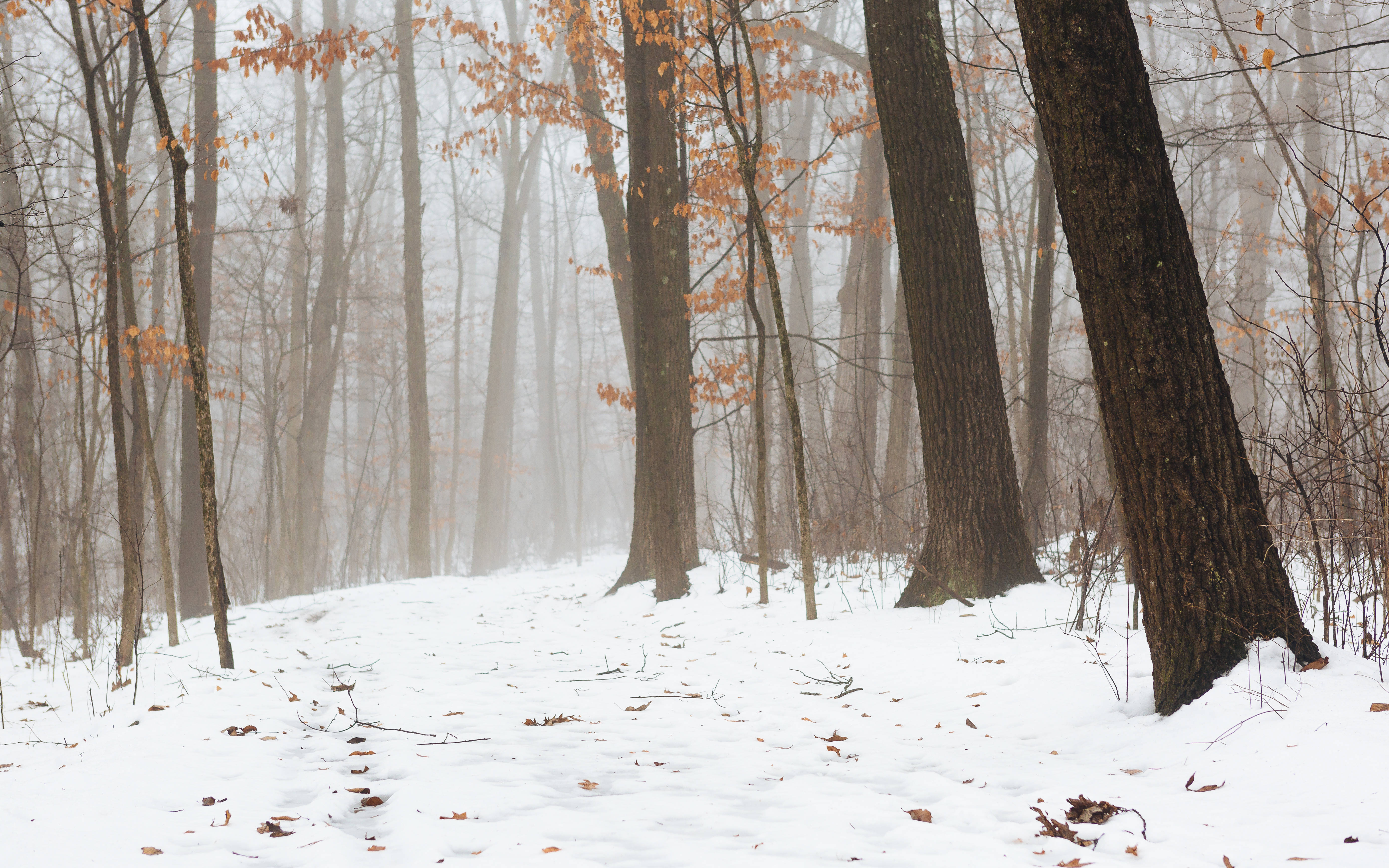 5569x3481 Download Foggy Forest With Snow Covered Ground Wallpaper