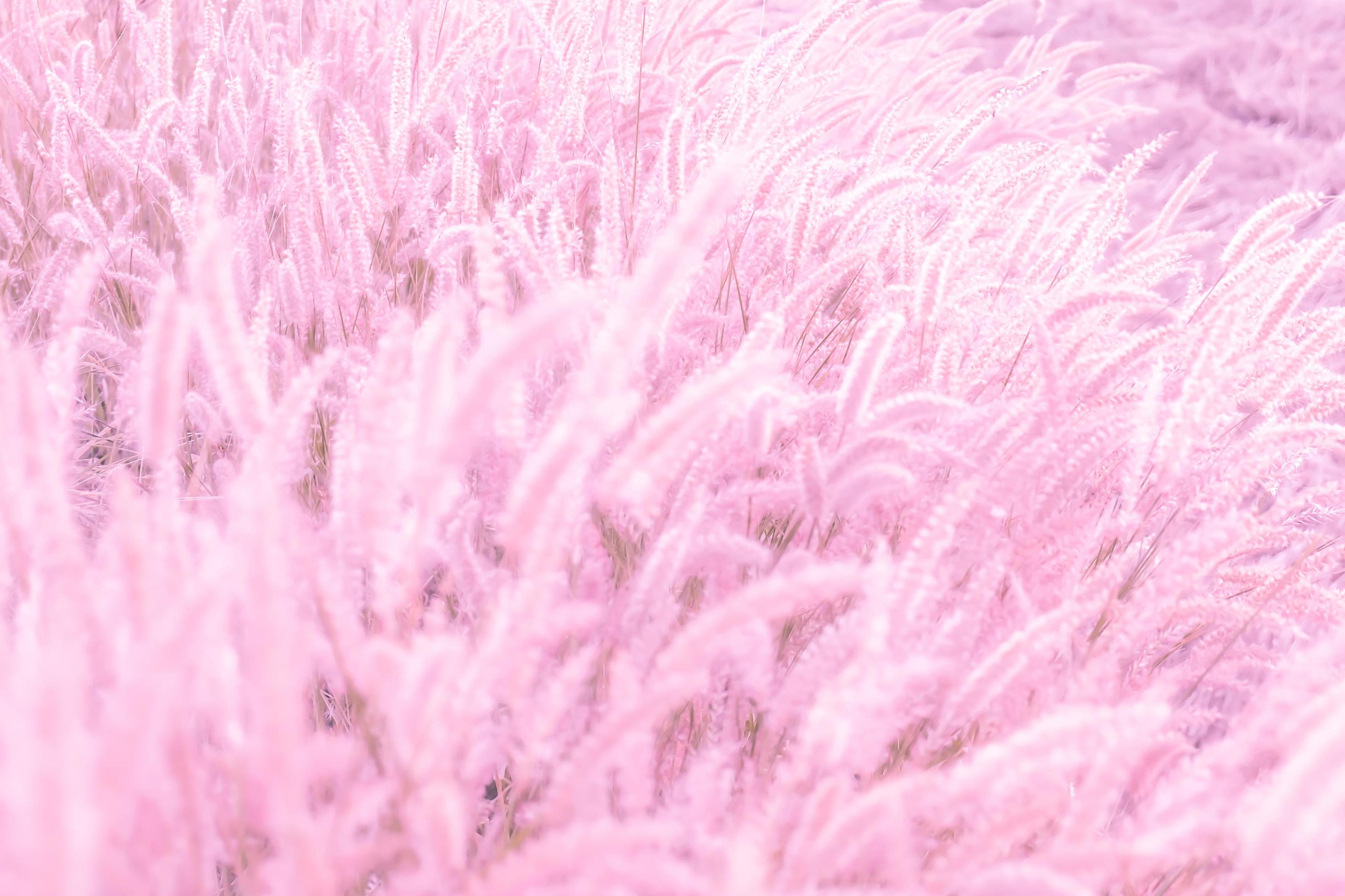 2940x1960 Soft focus, Nature blur pink grass flowers background