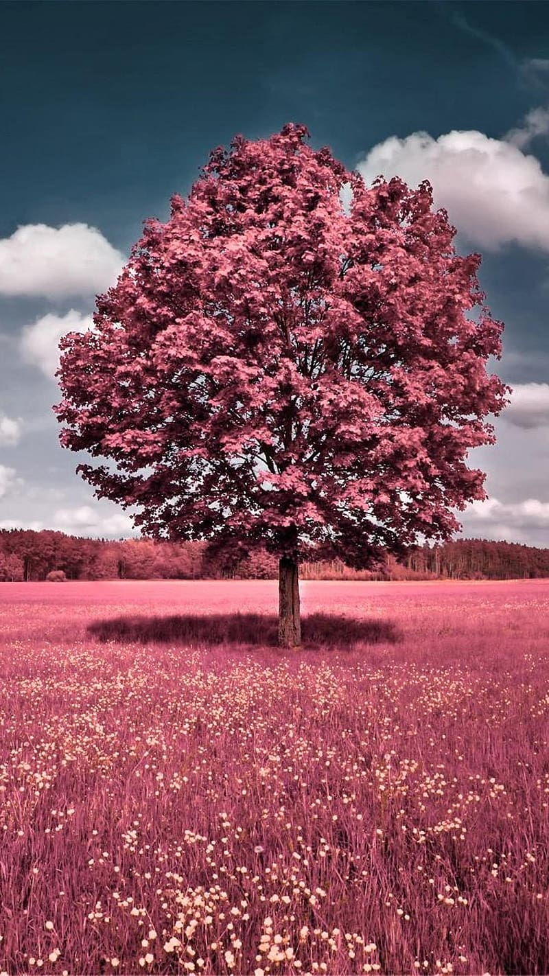 800x1422 Beautiful For, Pink Tree Between Grass, pink tree, pink grass, nature, HD phone wallpaper