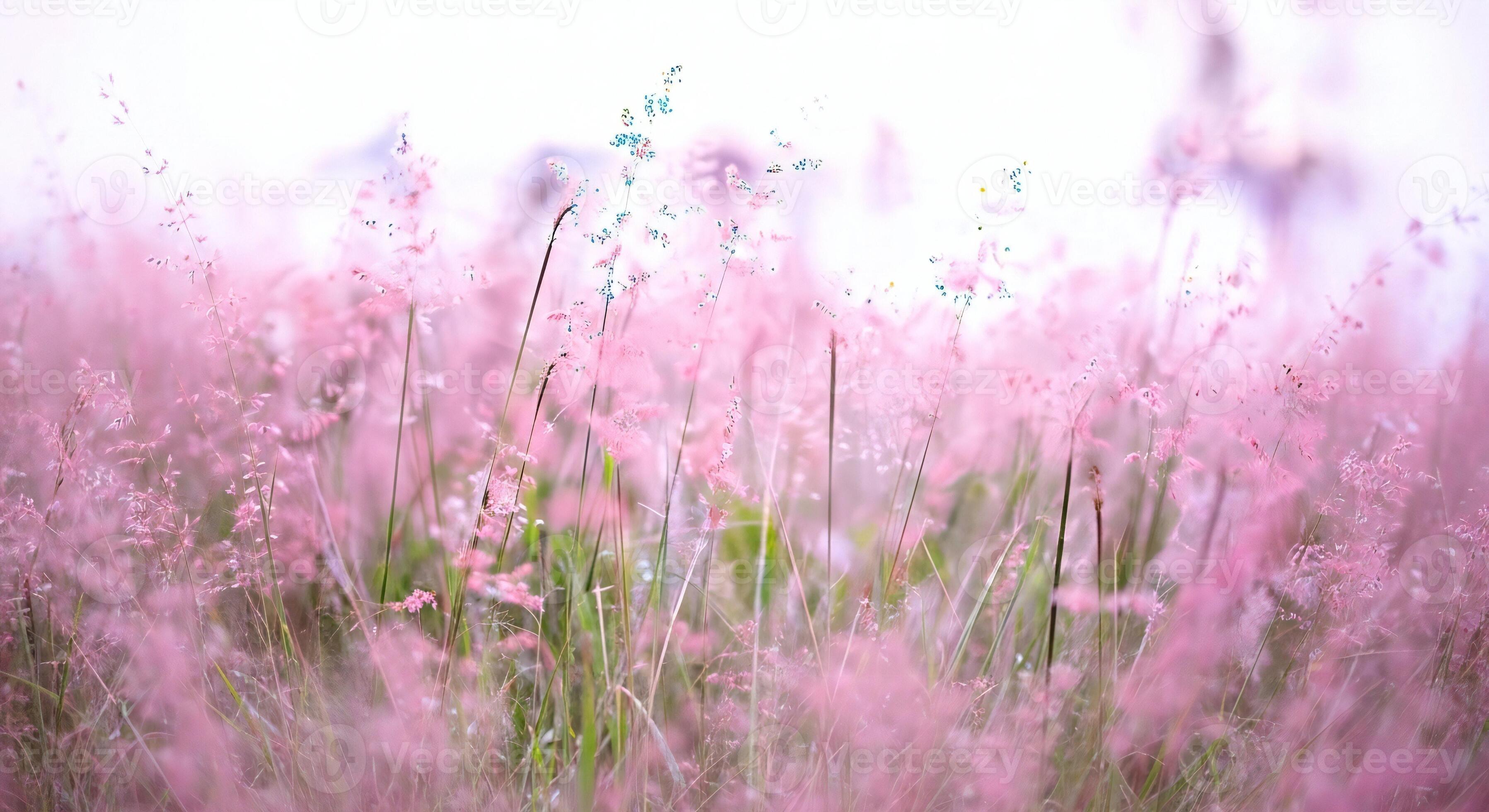 3593x1960 Nature background, Nature wallpaper, Soft focus field of pink flowering grass swaying gently in the breeze under a bright sky