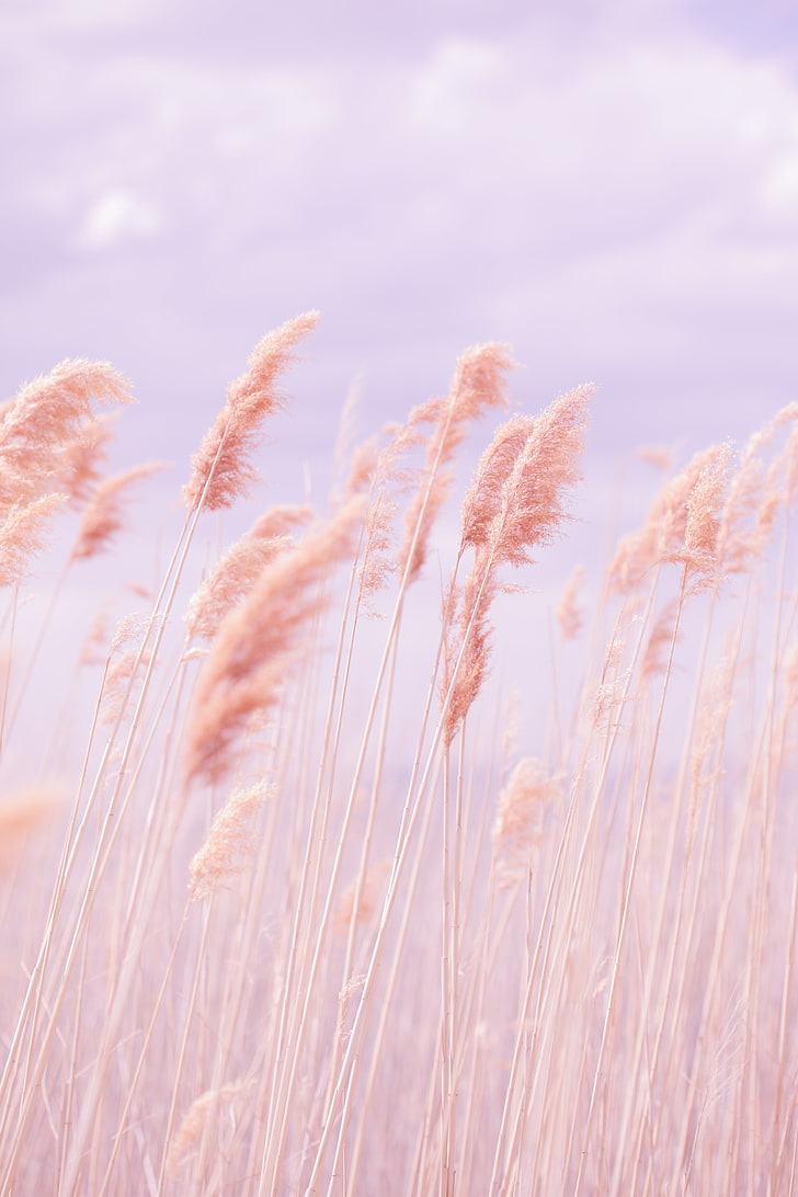 728x1092 HD wallpaper: cattail grass, wind, pink, field, cereal plant, growth, nature
