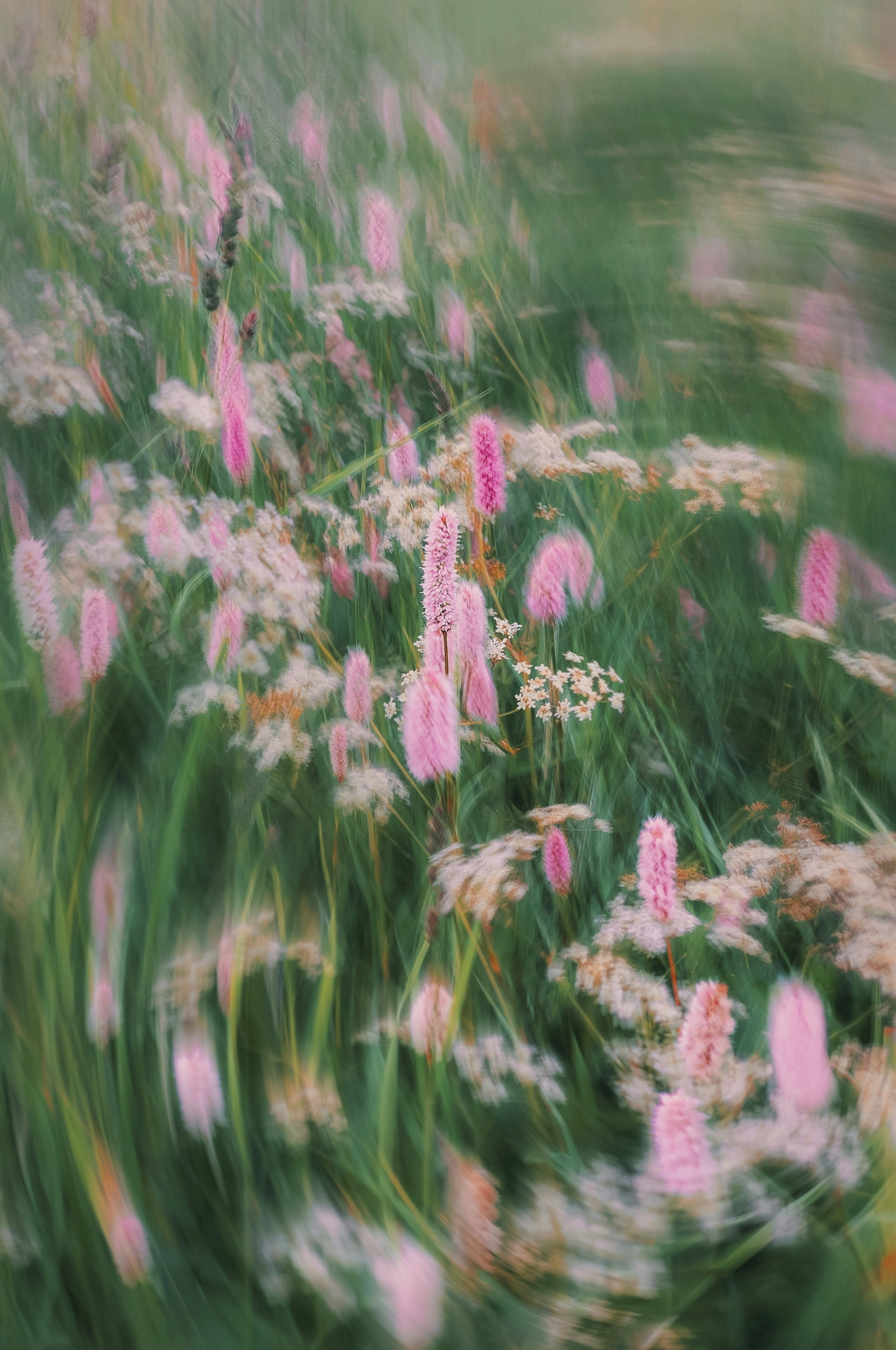 3000x4519 Pink flowers and green grass with motion blur. photo