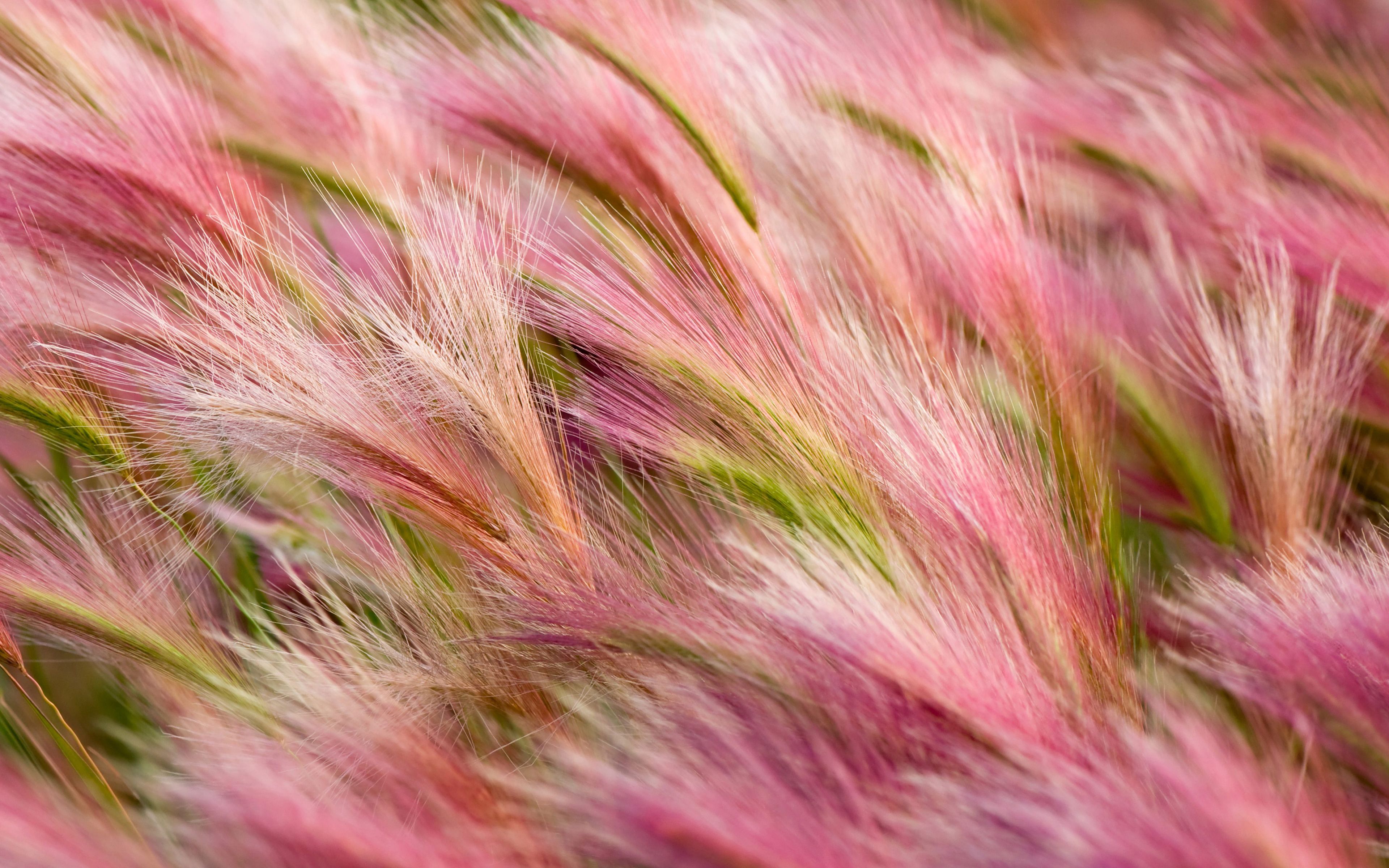 3840x2400 Wallpaper Pink and Brown Fur in Close up Photography, Background Free Image