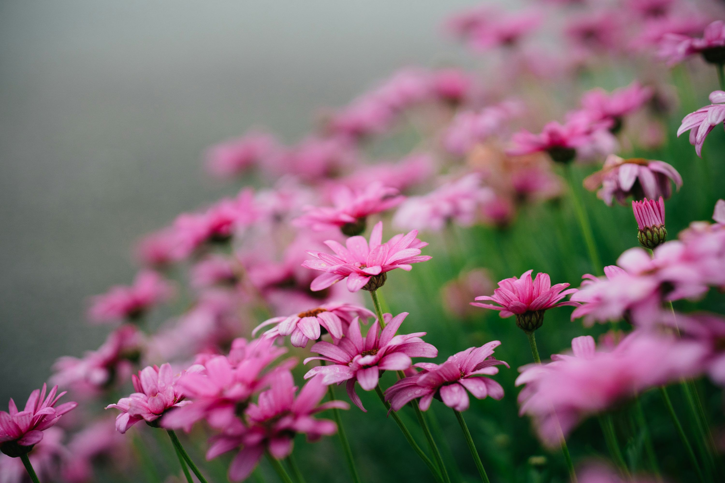 3000x2000 A bunch of pink flowers that are in the grass photo