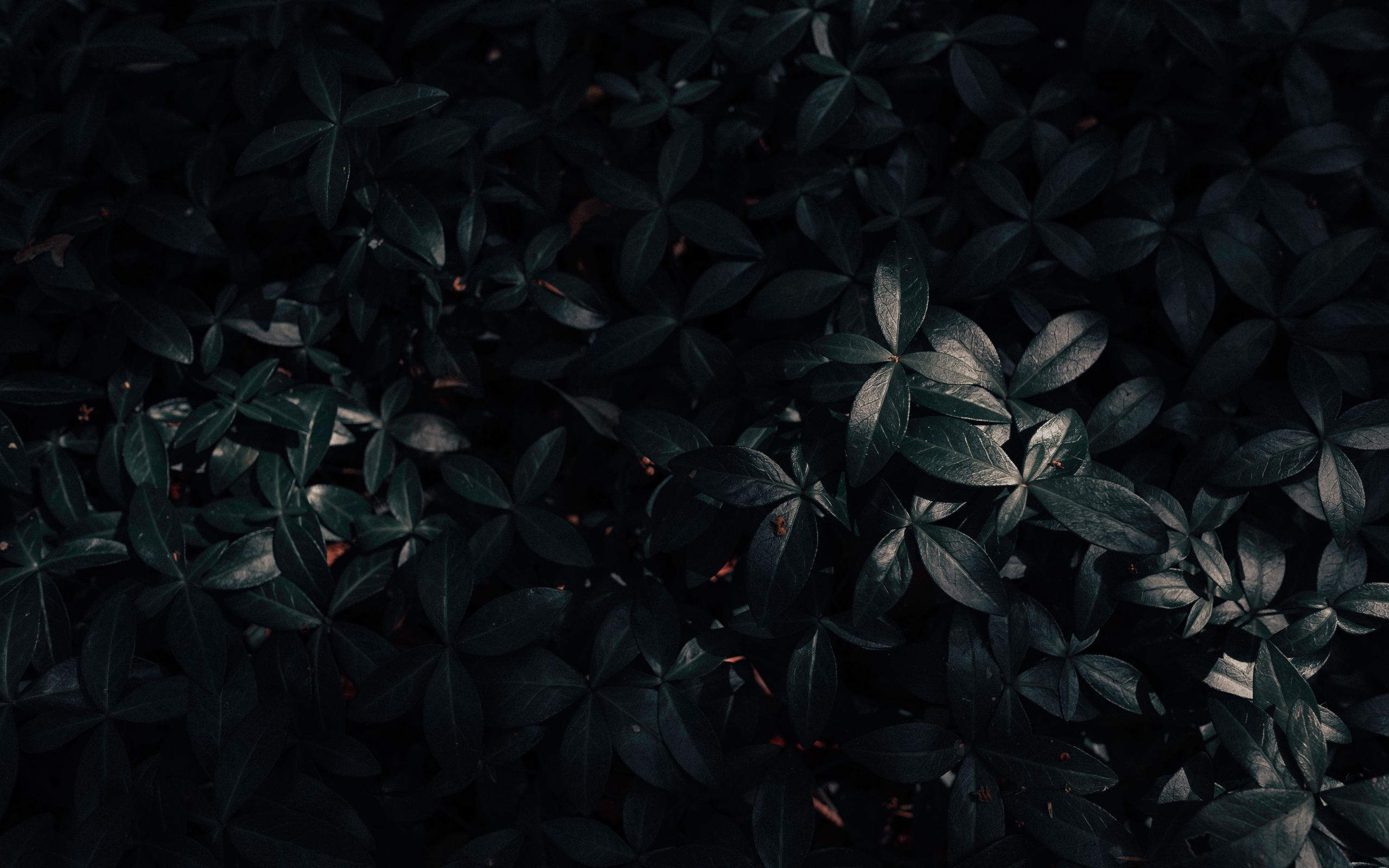 2560x1600 Dark Wallpaper