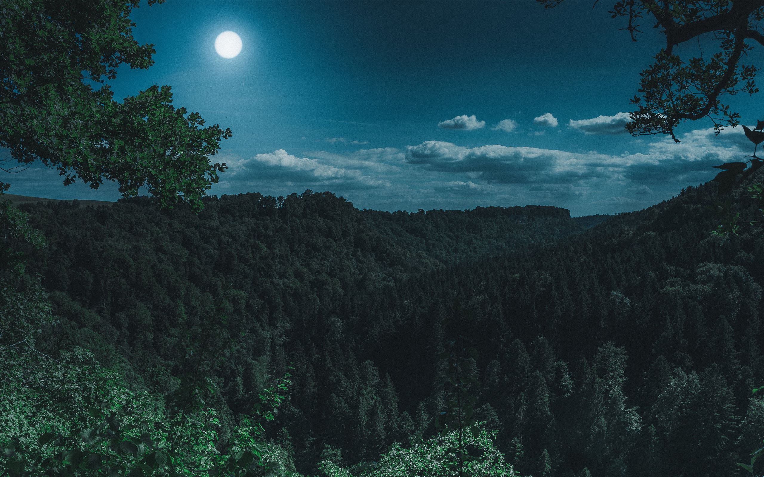 2560x1600 dark night forest view 5k iMac Wallpaper Download