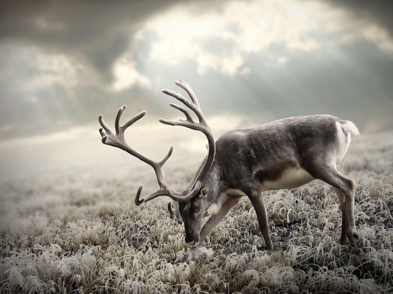1280x960 Download wallpaper 1280x960 deer, nature, walking, black and white standard 4:3 HD background