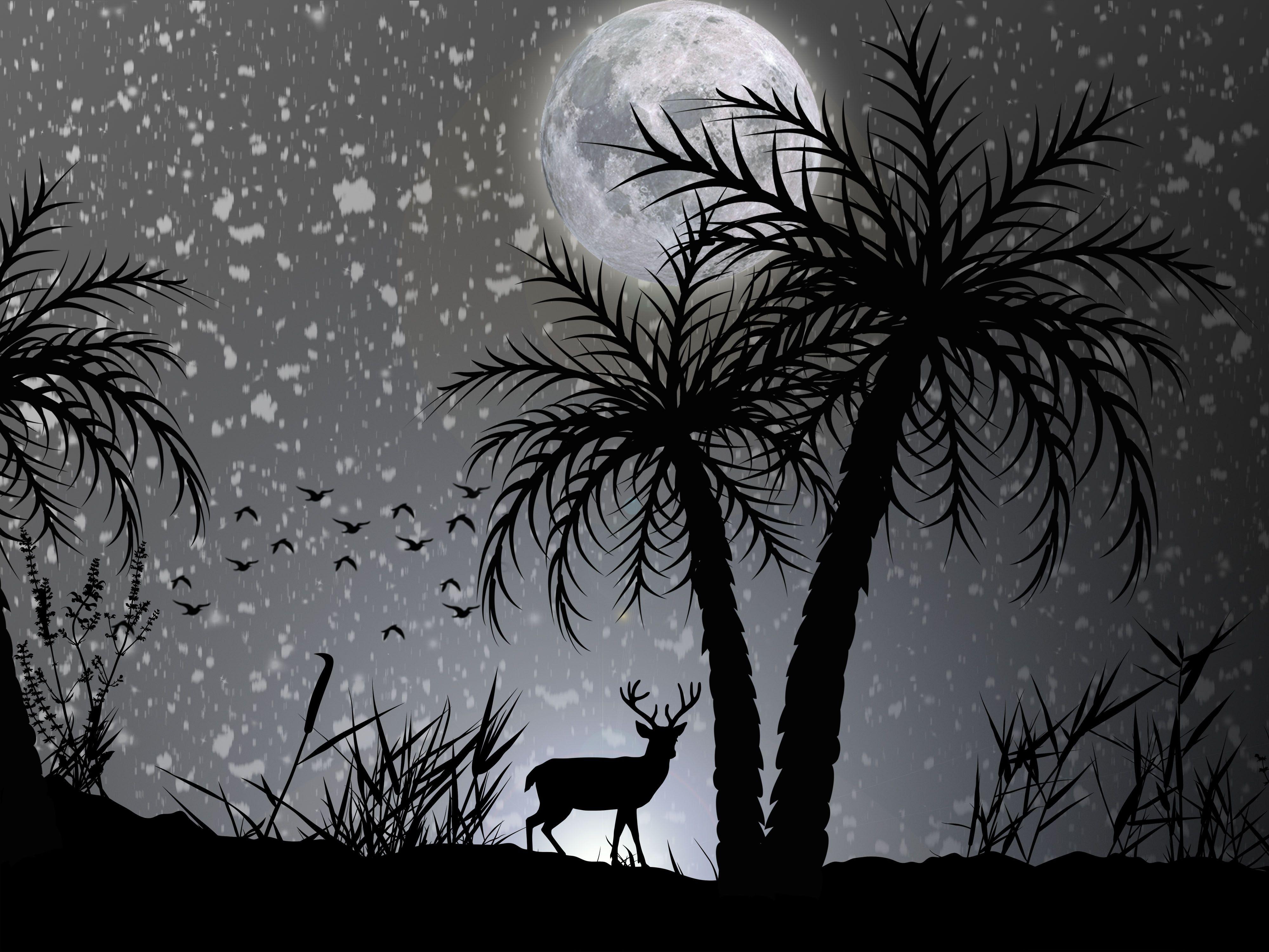 4000x3000 Reindeer Dark Night Moon Minimalist 1600x1200 Resolution HD 4k Wallpaper, Image, Background, Photo and Picture