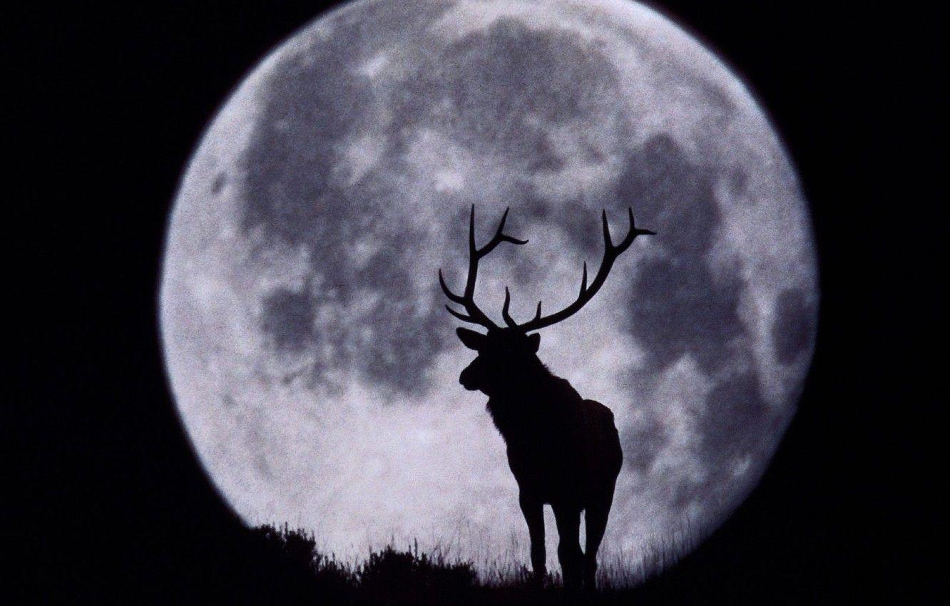 1332x850 Wallpaper the moon, deer, silhouette, horns, black and white image for desktop, section животные