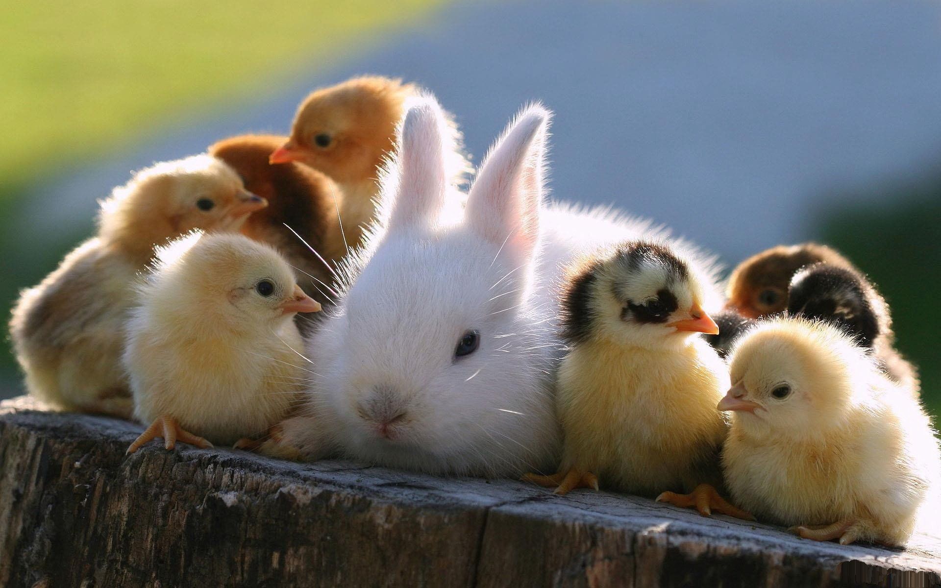 1920x1200 Cute Animals HD Wallpaper: Adorable Bunny and Chickens Togetherx1200