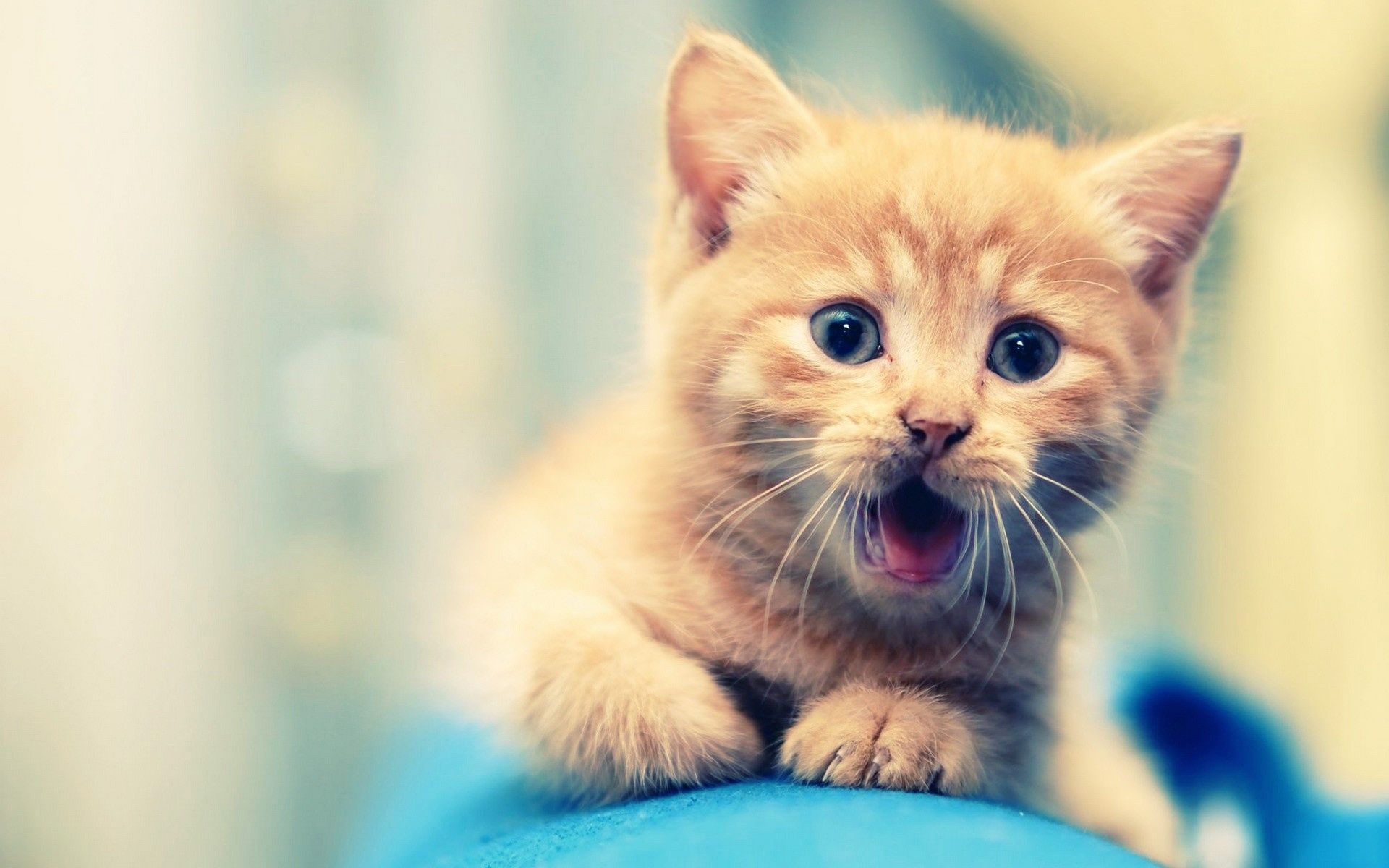 1920x1200 Cute Cat 2 1080P Resolution , HD 4k Wallpaper, Image, Background, Photos and Picture