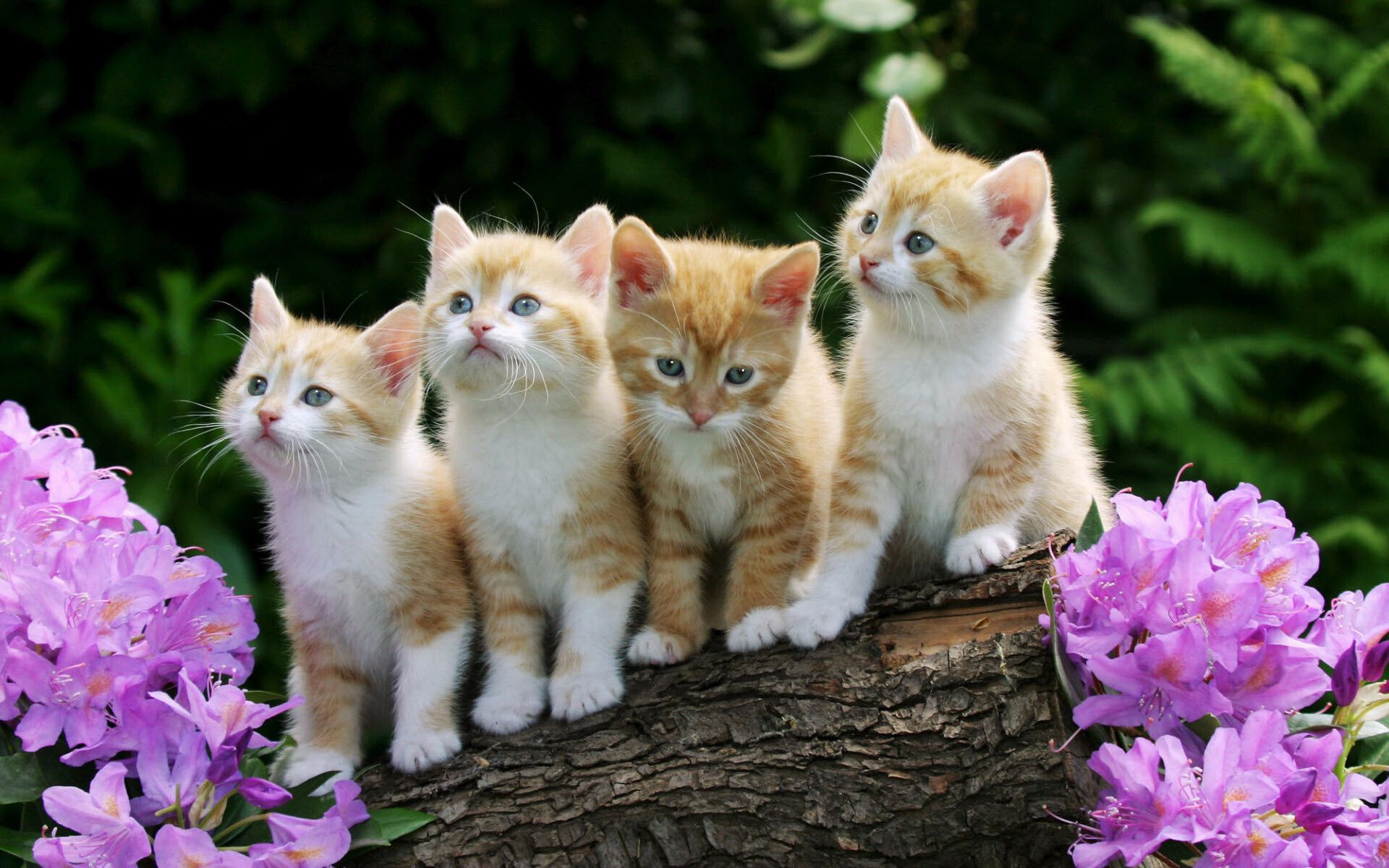 1920x1200 Cute Laptop Wallpaper