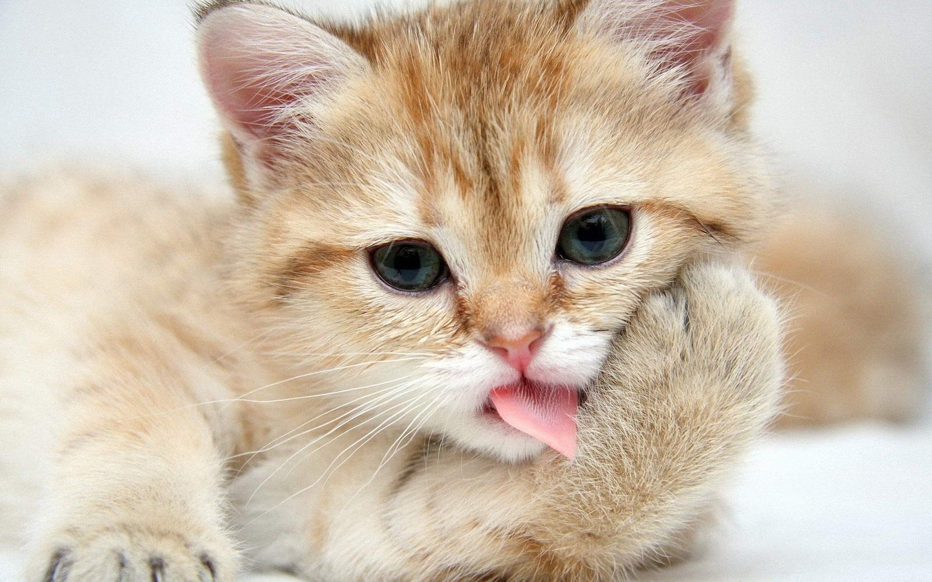1920x1200 Funny Cat Wallpaper [1920x1200]