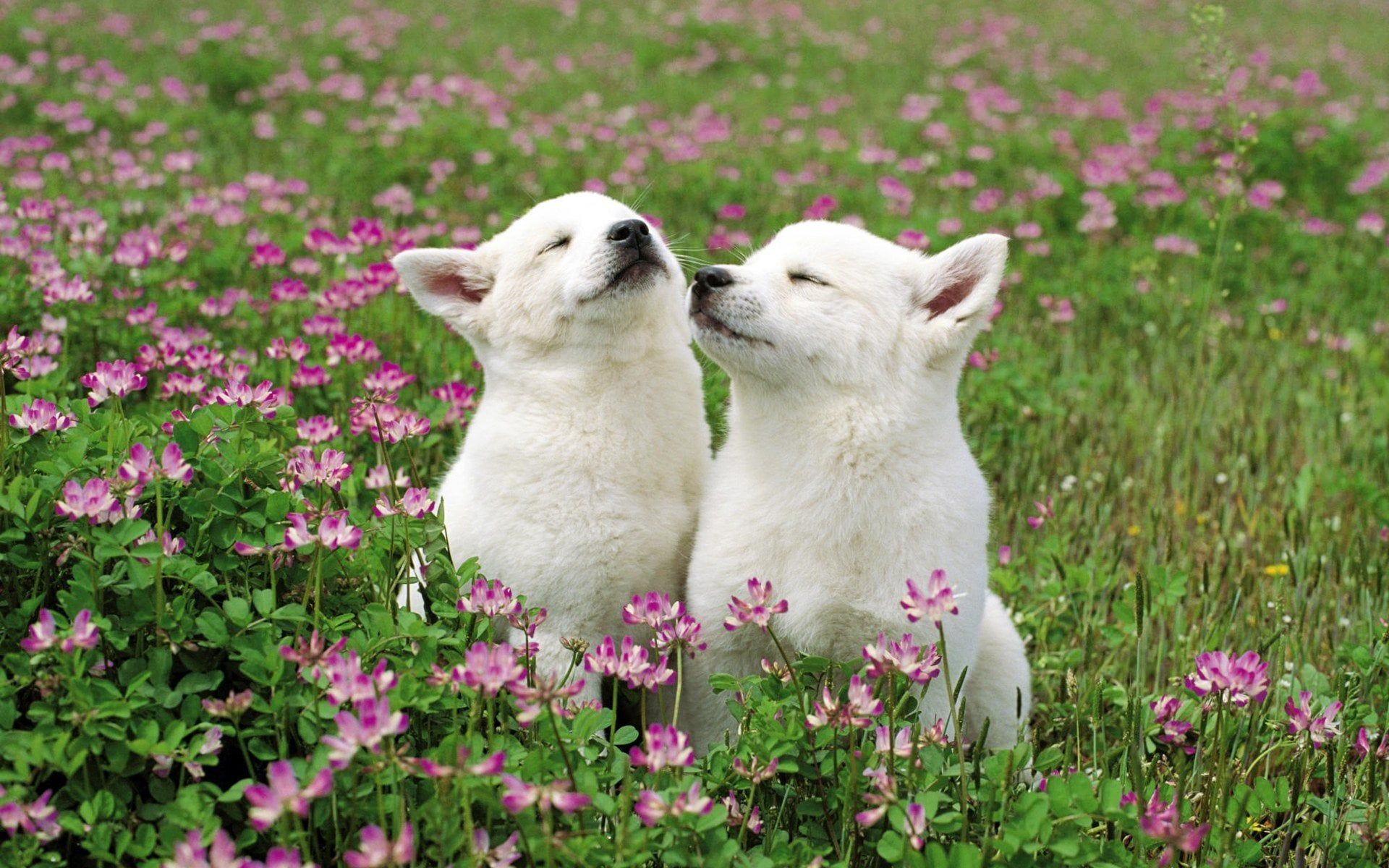 1920x1200 Cute Spring Animals[1920x1200]