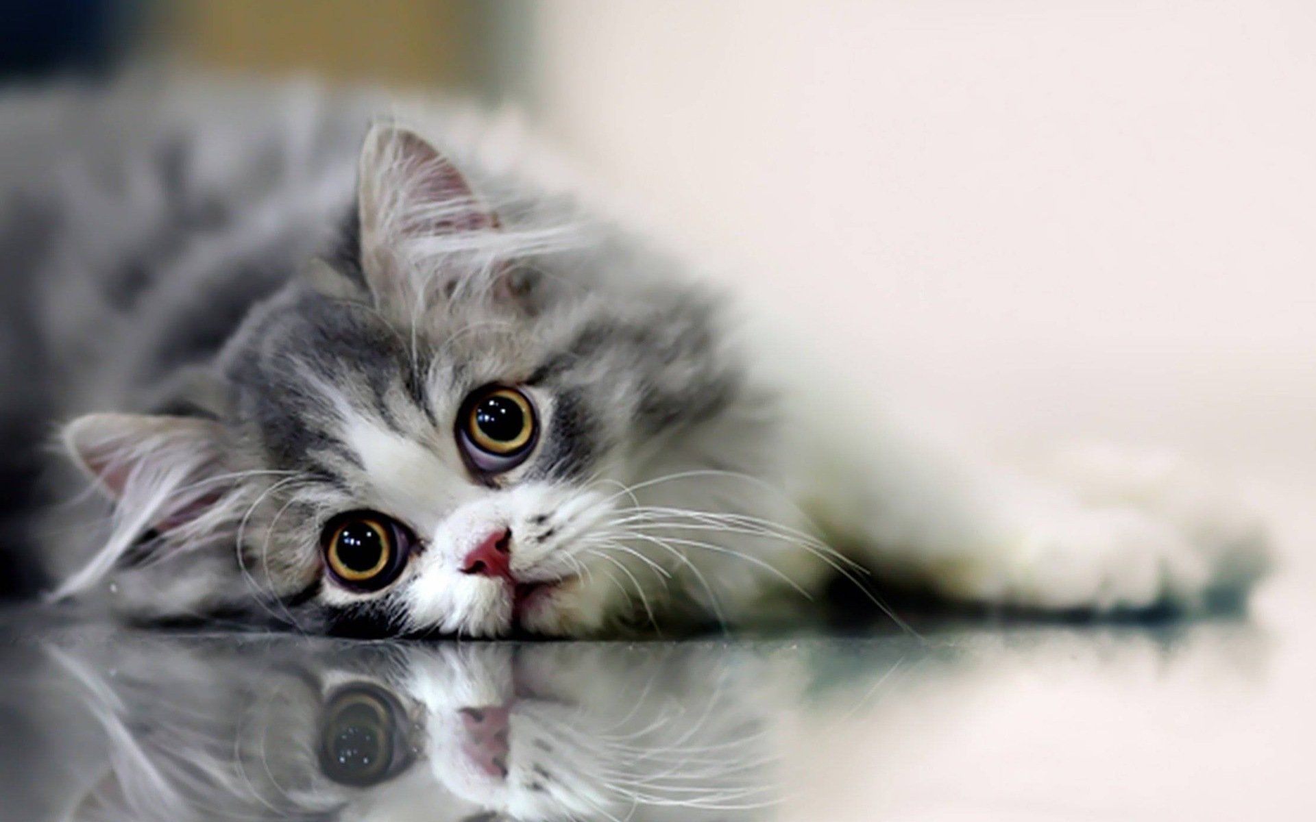 1920x1200 Charming Cat HD Wallpaper: A Purrfect Companionx1200