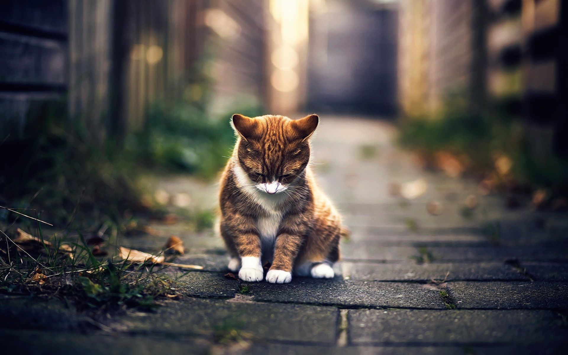 1920x1200 Wallpaper Cute cat rest, bokeh 1920x1200 Picture, Image