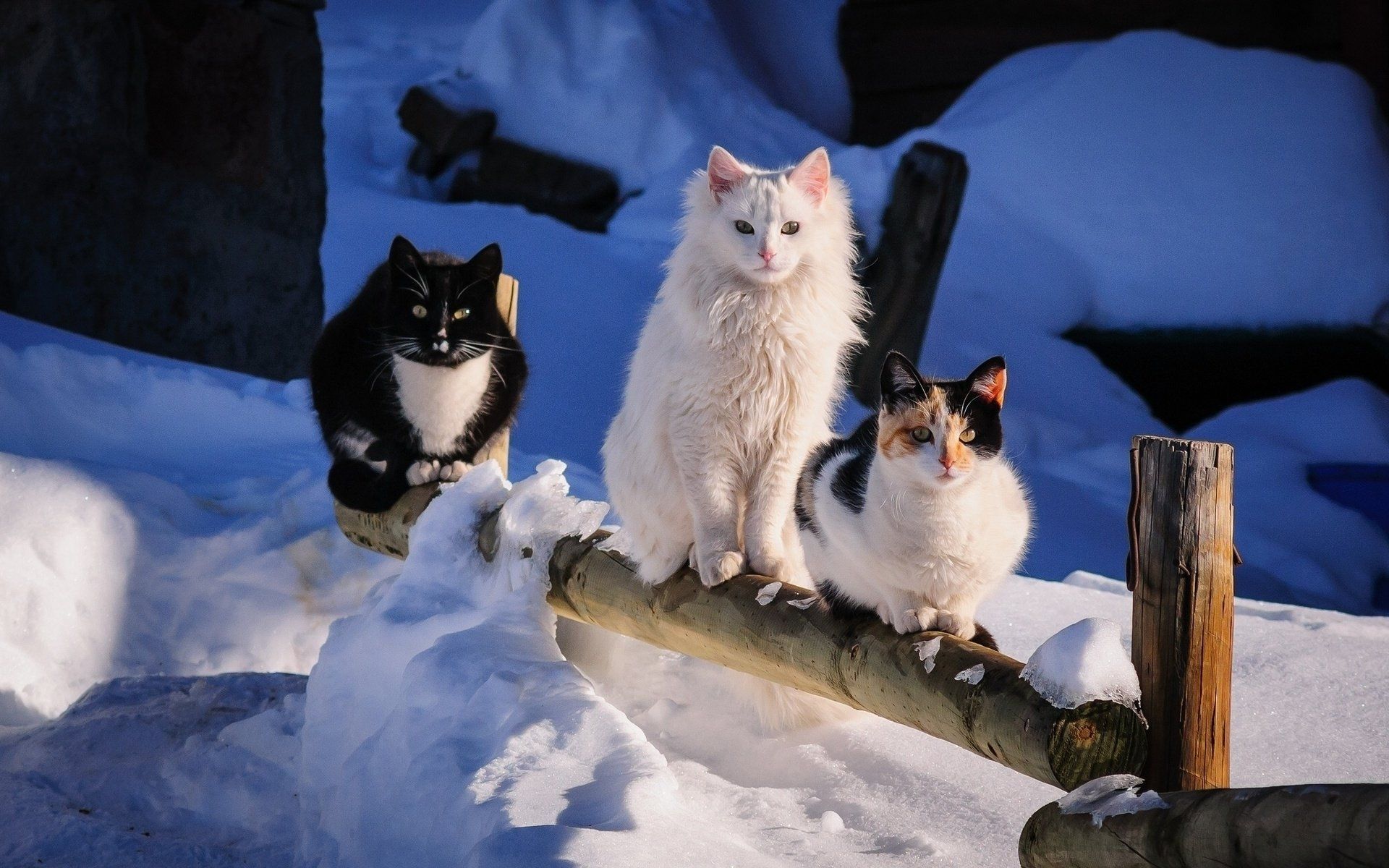 1920x1200 Winter Wonderland: Cute Cats in HD Wallpaperx1200