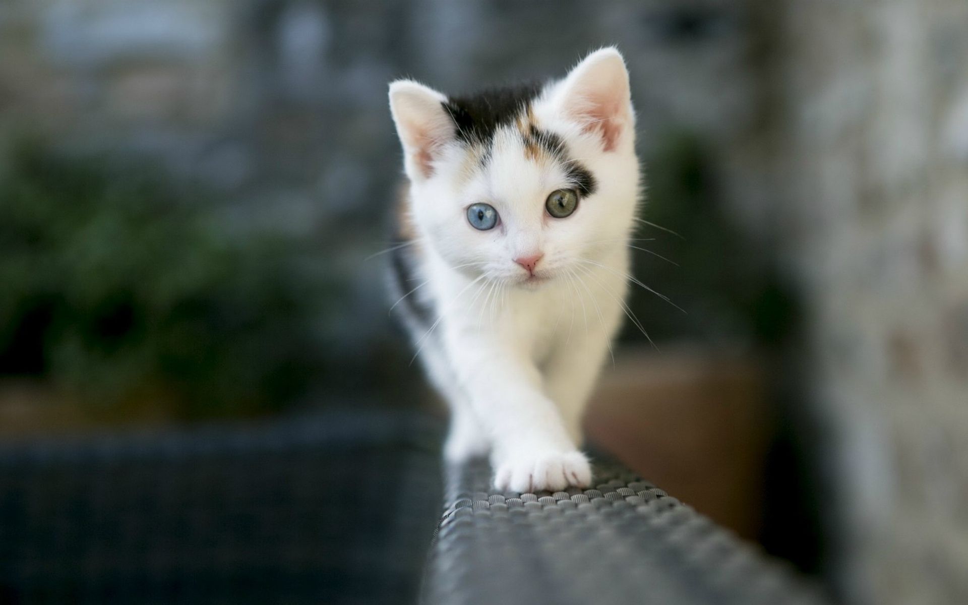 1920x1200 Cute White Cat 1080P Resolution , HD 4k Wallpaper, Image, Background, Photos and Picture
